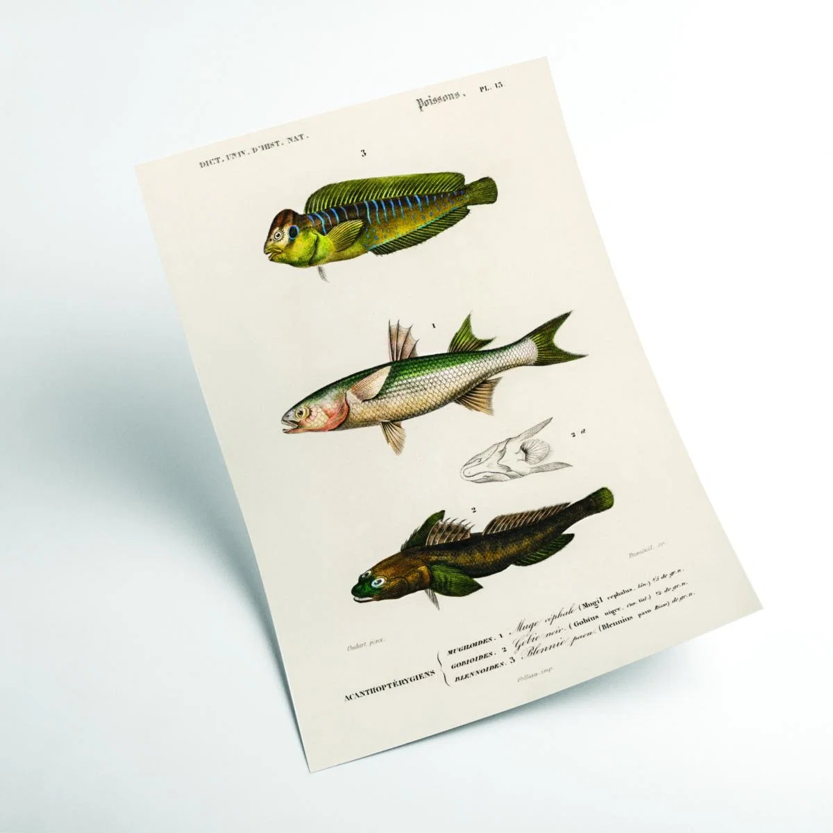 Green Natural History Different Types Of Fish 2 Extra Large Stanley Print House – image 2