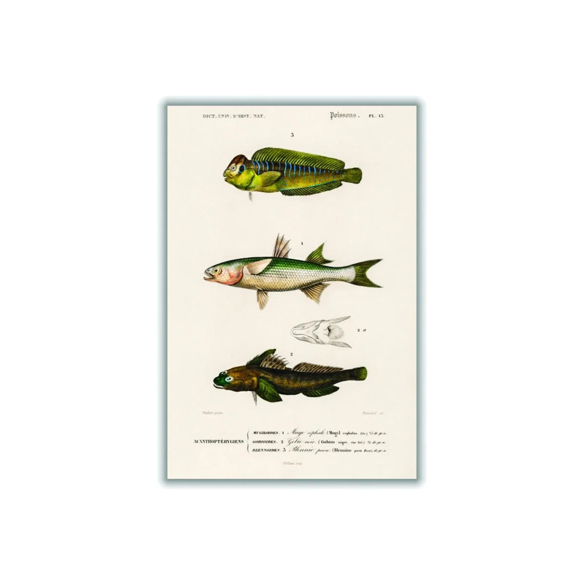 Green Natural History Different Types Of Fish 2 Extra Large Stanley Print House – image 1
