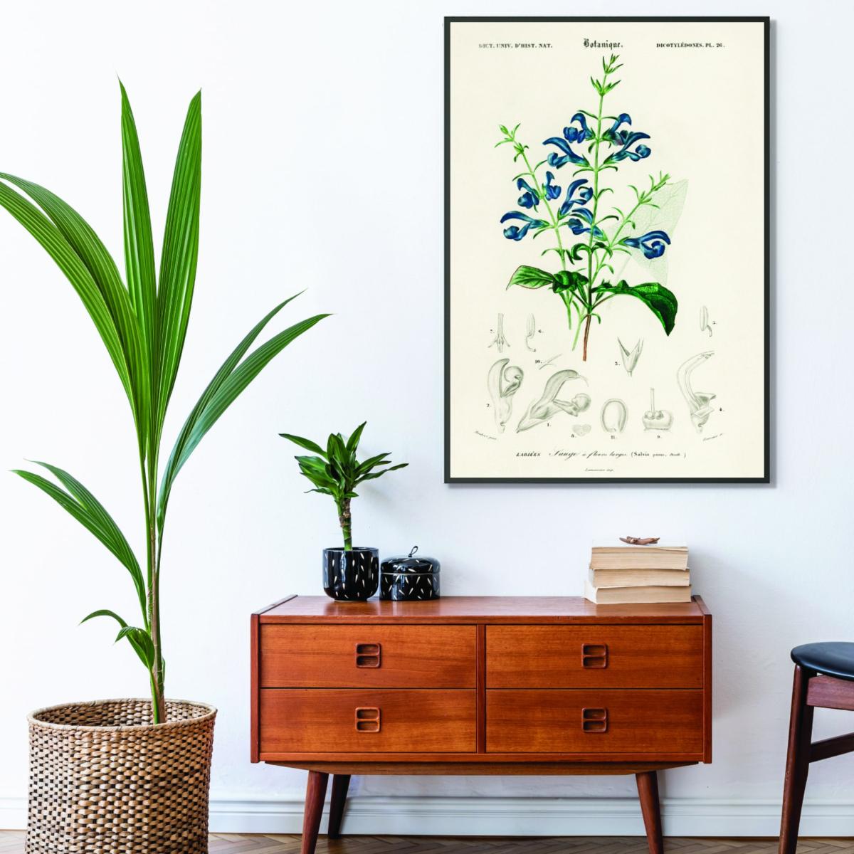 Green Salvia Patens A2 420 X 594Mm Stanley Print House – image 3