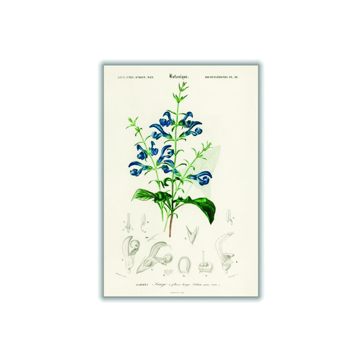 Green Salvia Patens A2 420 X 594Mm Stanley Print House – image 1