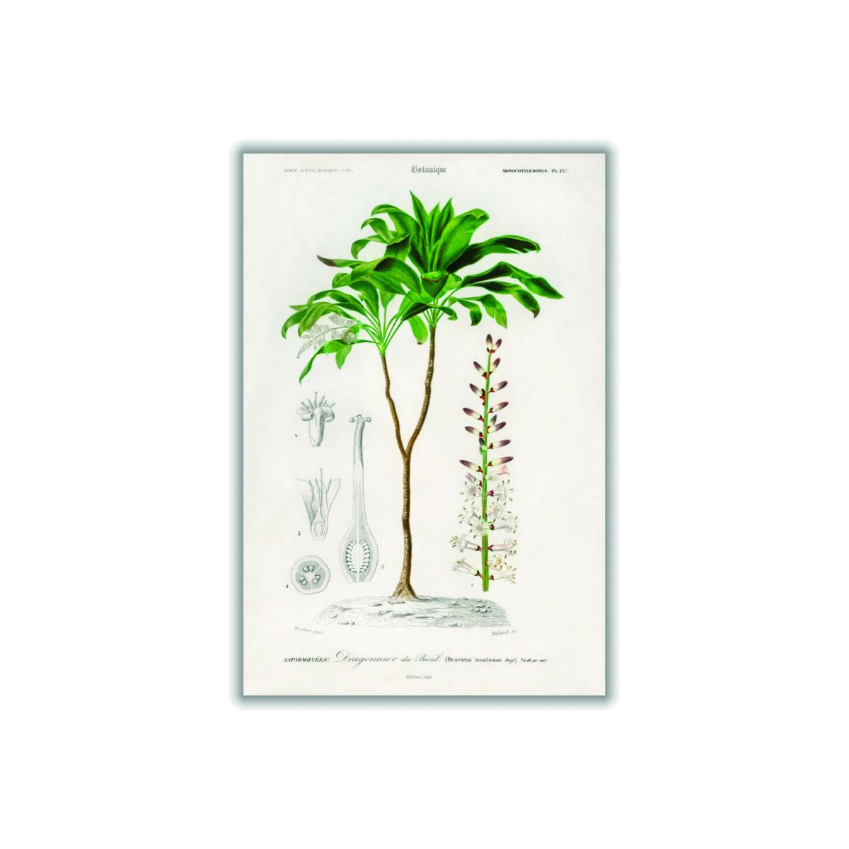 Green Dracaena Brasiliensis Print A2 420 X 594Mm Stanley Print House – image 1