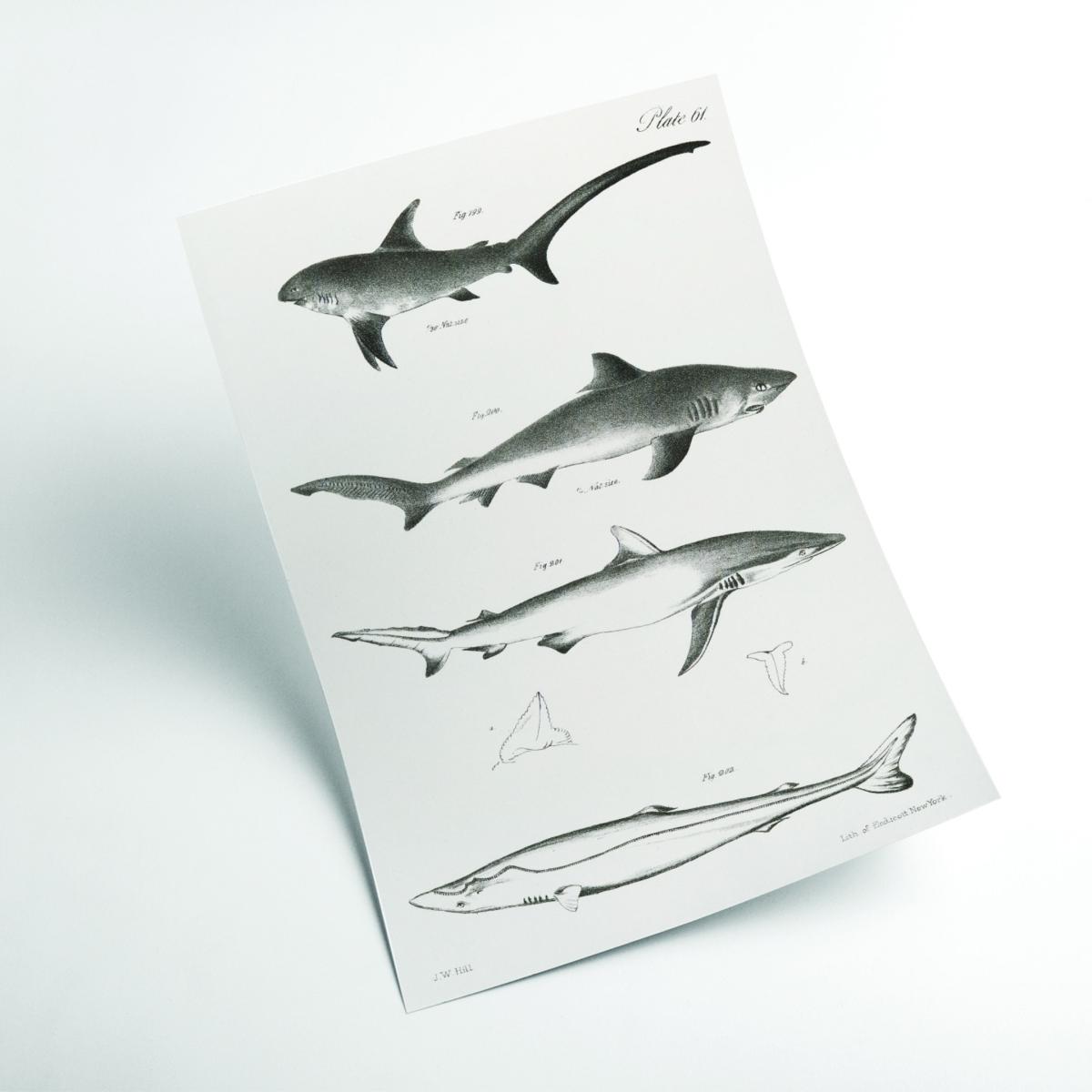 Grey Various Sharks A4 210 X 297Mm Stanley Print House – image 2