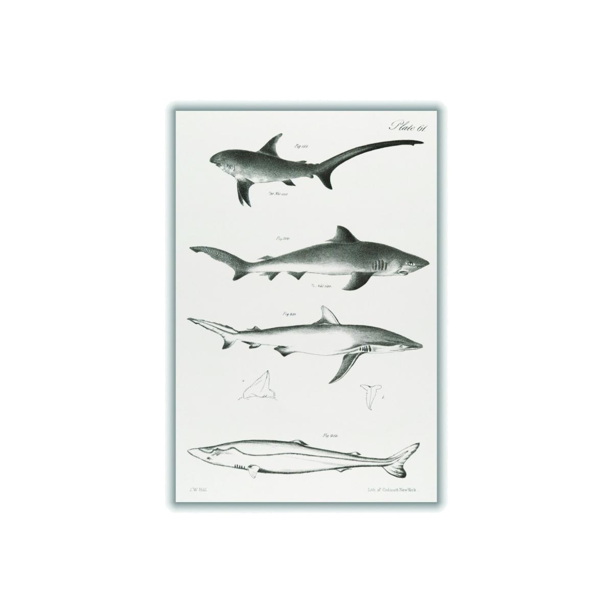 Grey Various Sharks A4 210 X 297Mm Stanley Print House – image 1
