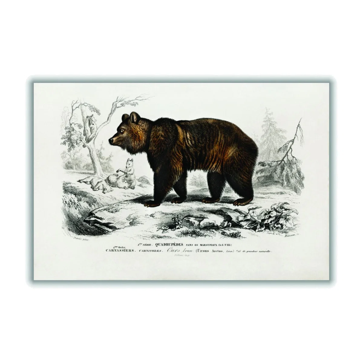 Brown Bear Medium Stanley Print House – image 1