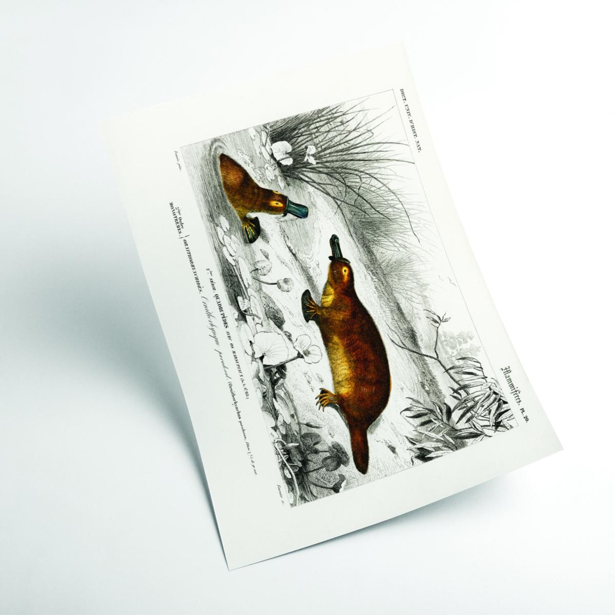 Brown Platypus Extra Large Stanley Print House – image 2