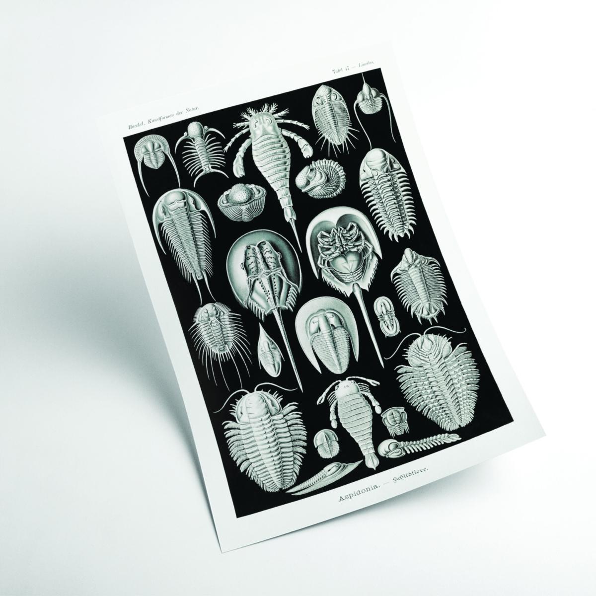 Grey Aspidonia-Schildtiere By Ernst Haeckel Extra Large Stanley Print House – image 2