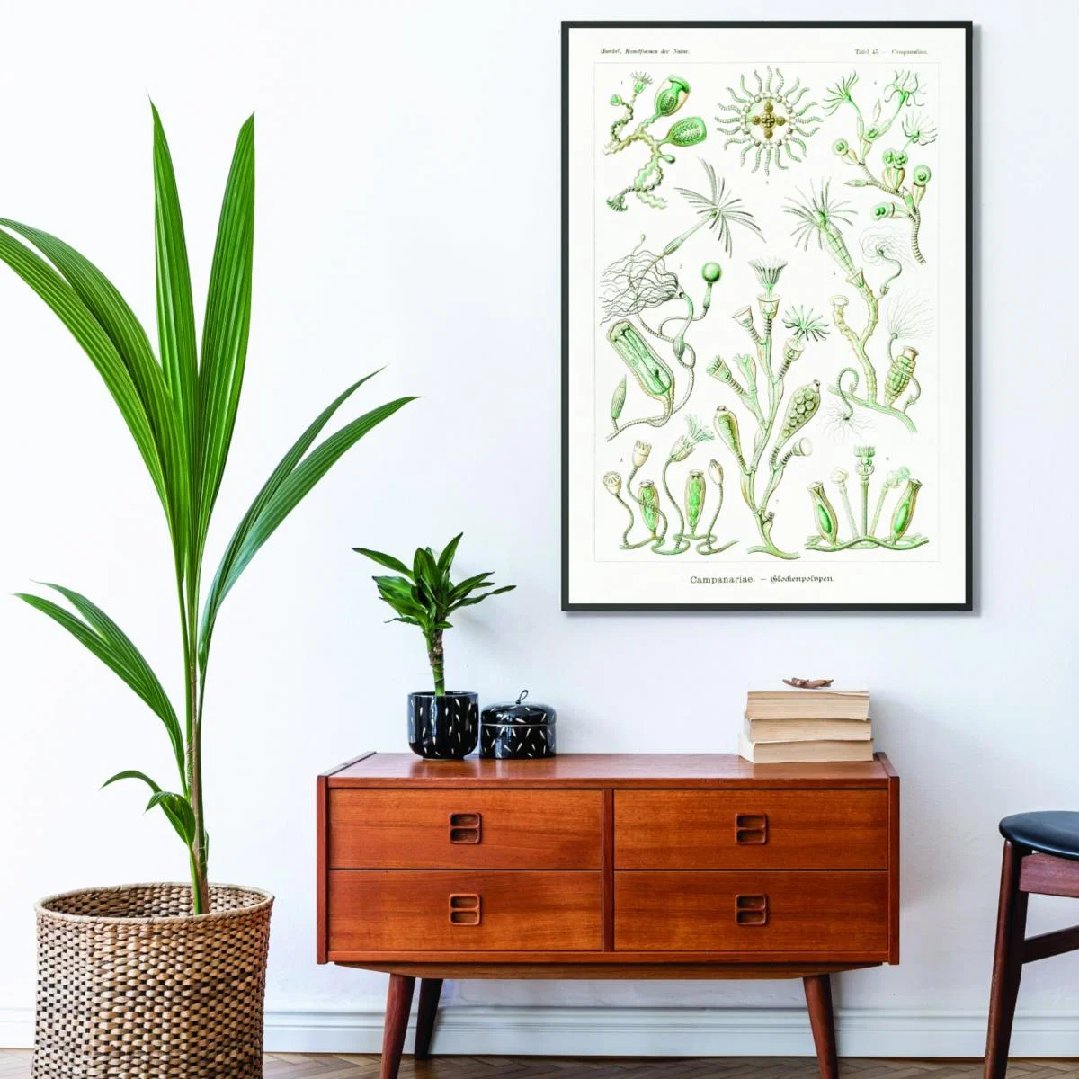 Green Campanariae-Glockenpolnpen By Ernst Haeckel Extra Large Stanley Print House – image 3