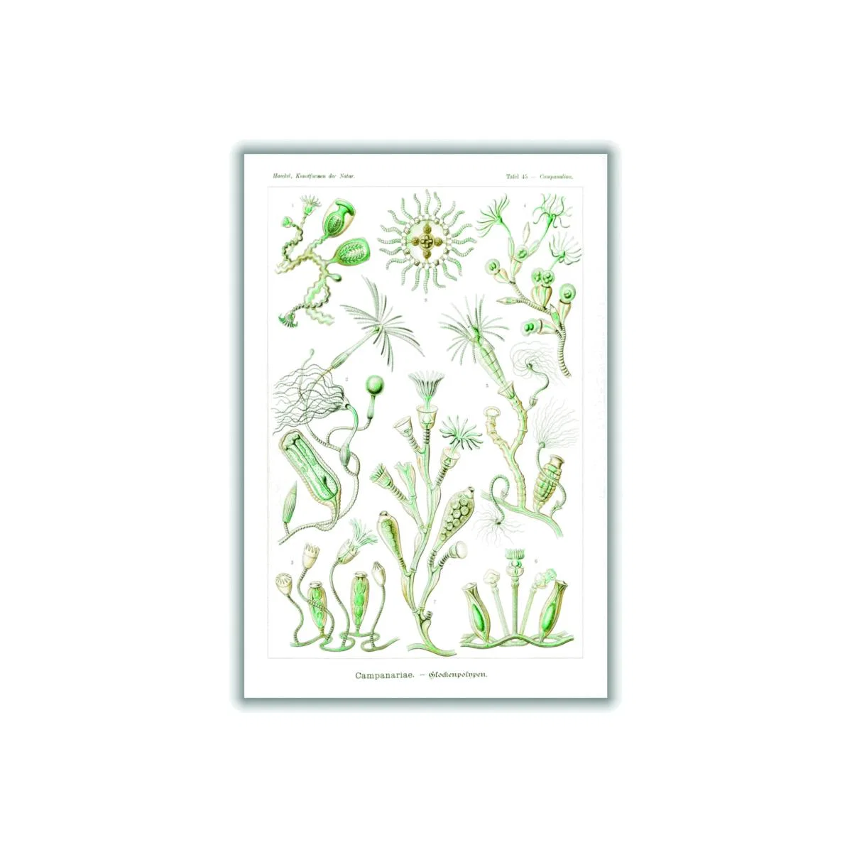 Green Campanariae-Glockenpolnpen By Ernst Haeckel Extra Large Stanley Print House – image 1