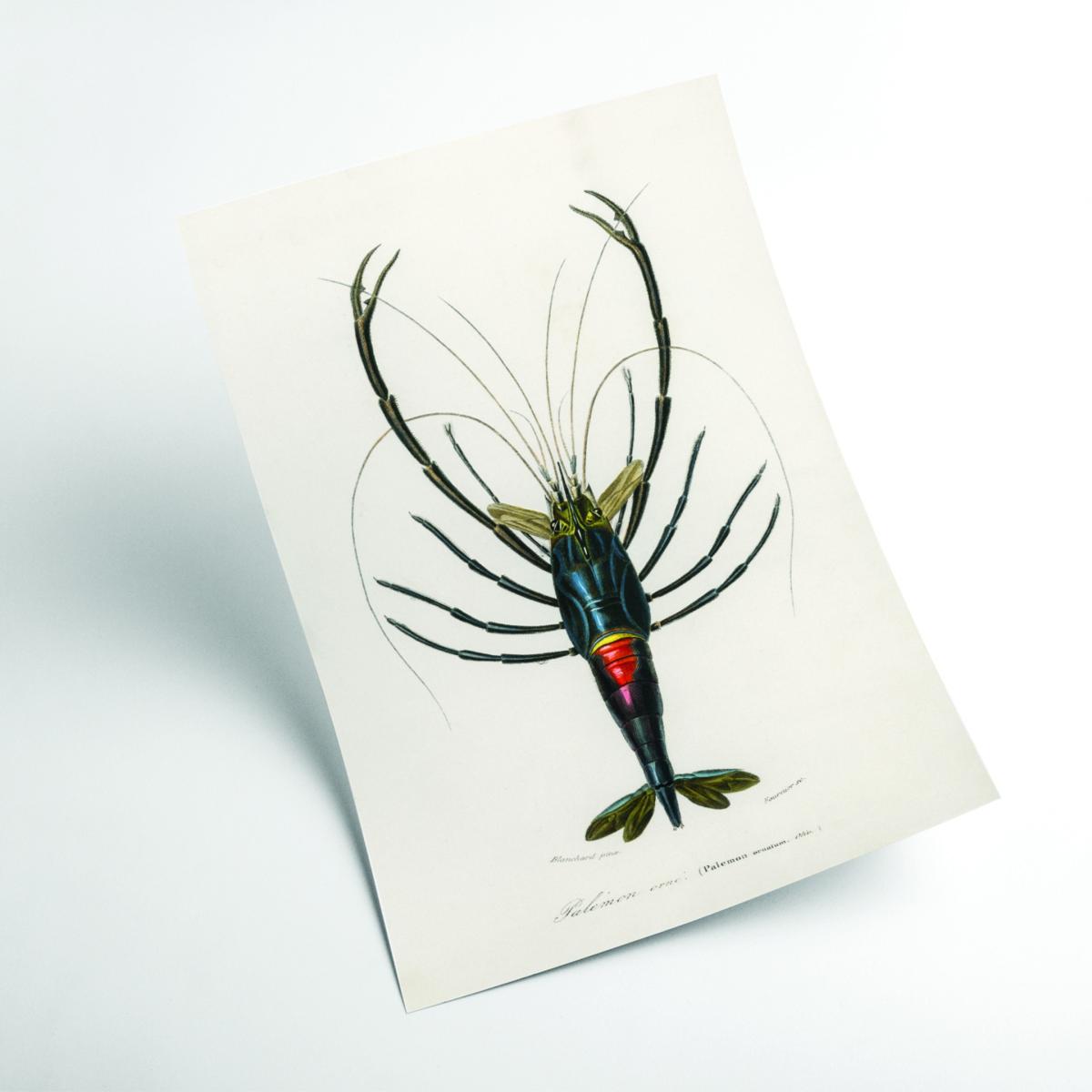 Blue Crimson Crawfish Medium Stanley Print House – image 2