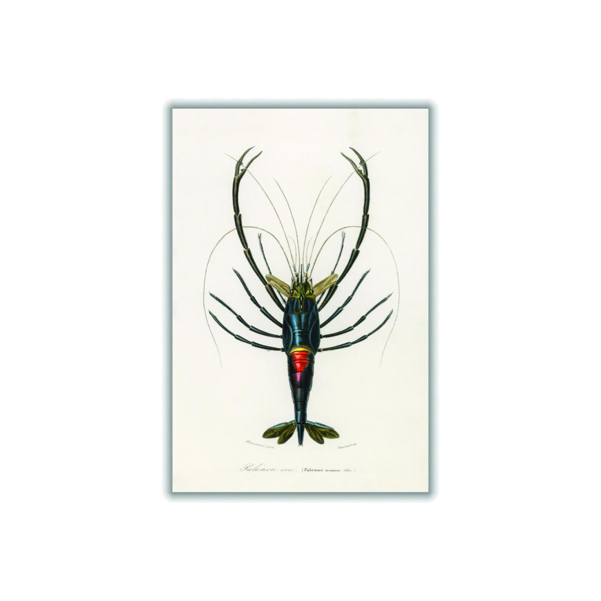 Blue Crimson Crawfish Medium Stanley Print House – image 1