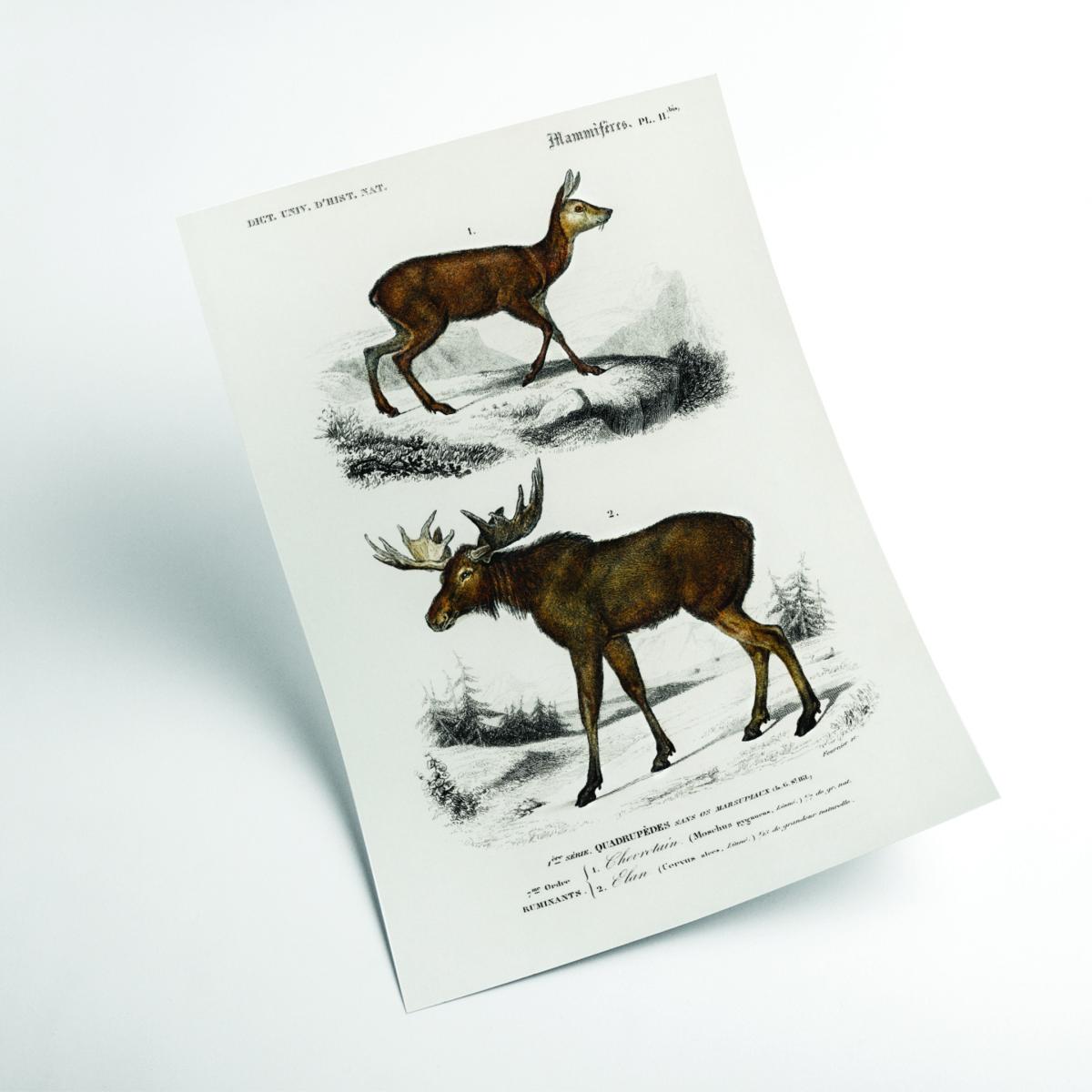 Brown Natural History Deer & Moose Large Stanley Print House – image 2