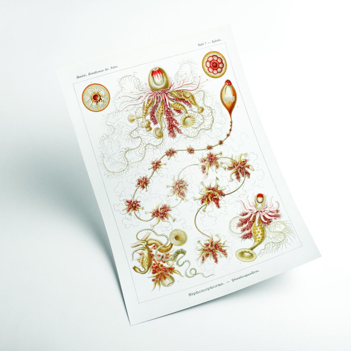 Yellow / Orange Siphonophorae-Staatsquallen Iii By Ernst Haeckel A1 594 X 841Mm Stanley Print House – image 2