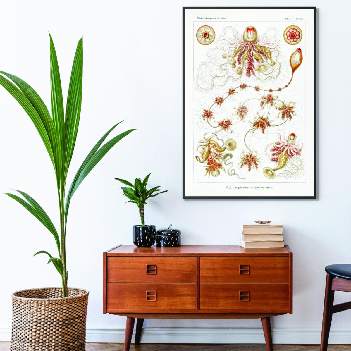 Yellow / Orange Siphonophorae-Staatsquallen Iii By Ernst Haeckel A1 594 X 841Mm Stanley Print House – image 3
