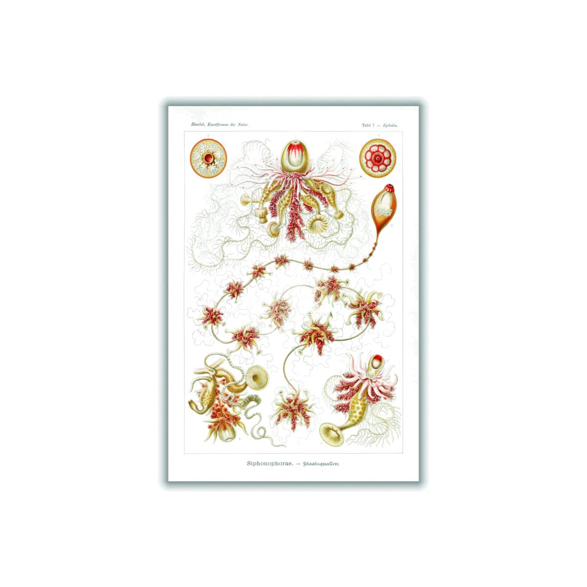 Yellow / Orange Siphonophorae-Staatsquallen Iii By Ernst Haeckel A1 594 X 841Mm Stanley Print House – image 1