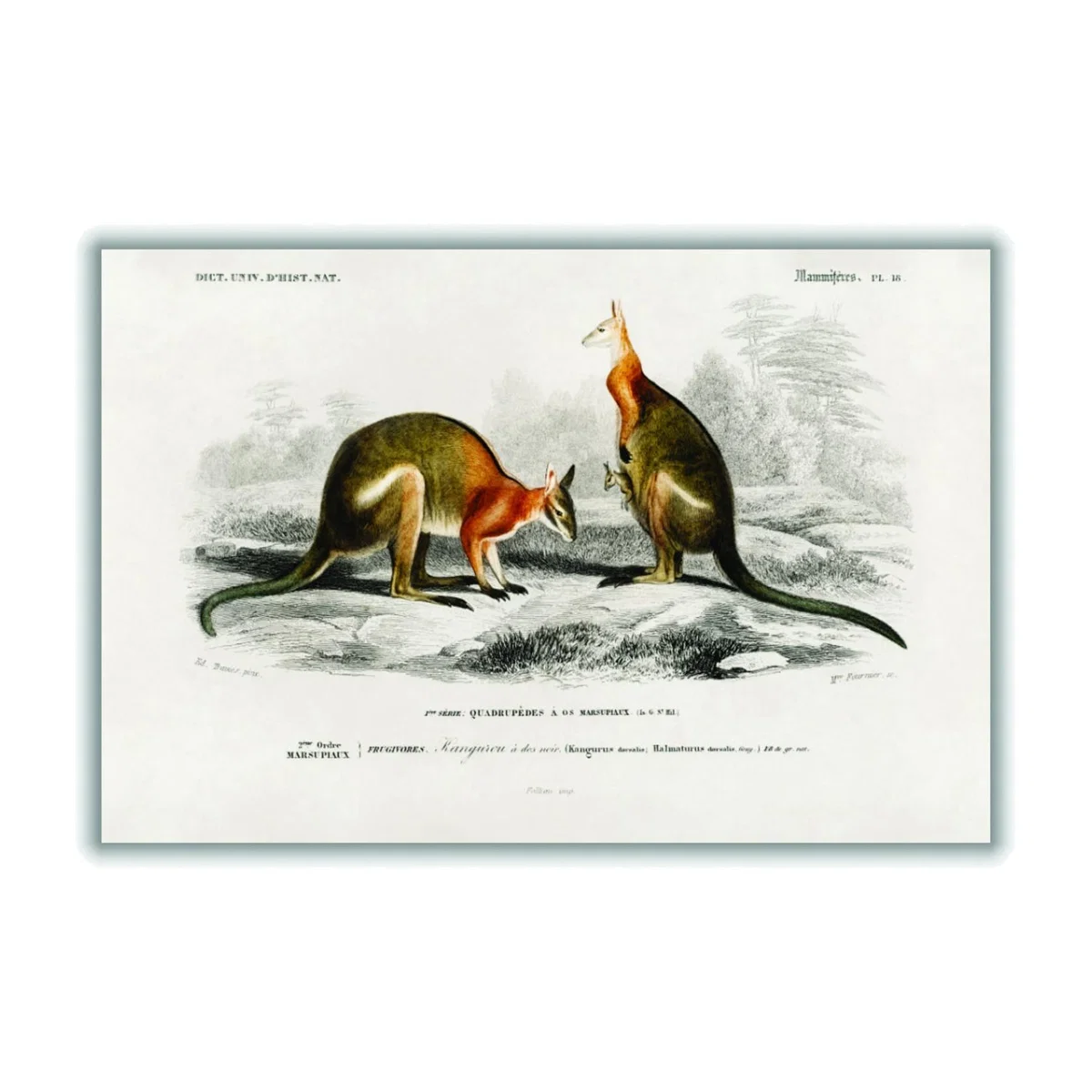 Yellow / Orange Macropus A4 210 X 297Mm Stanley Print House – image 1