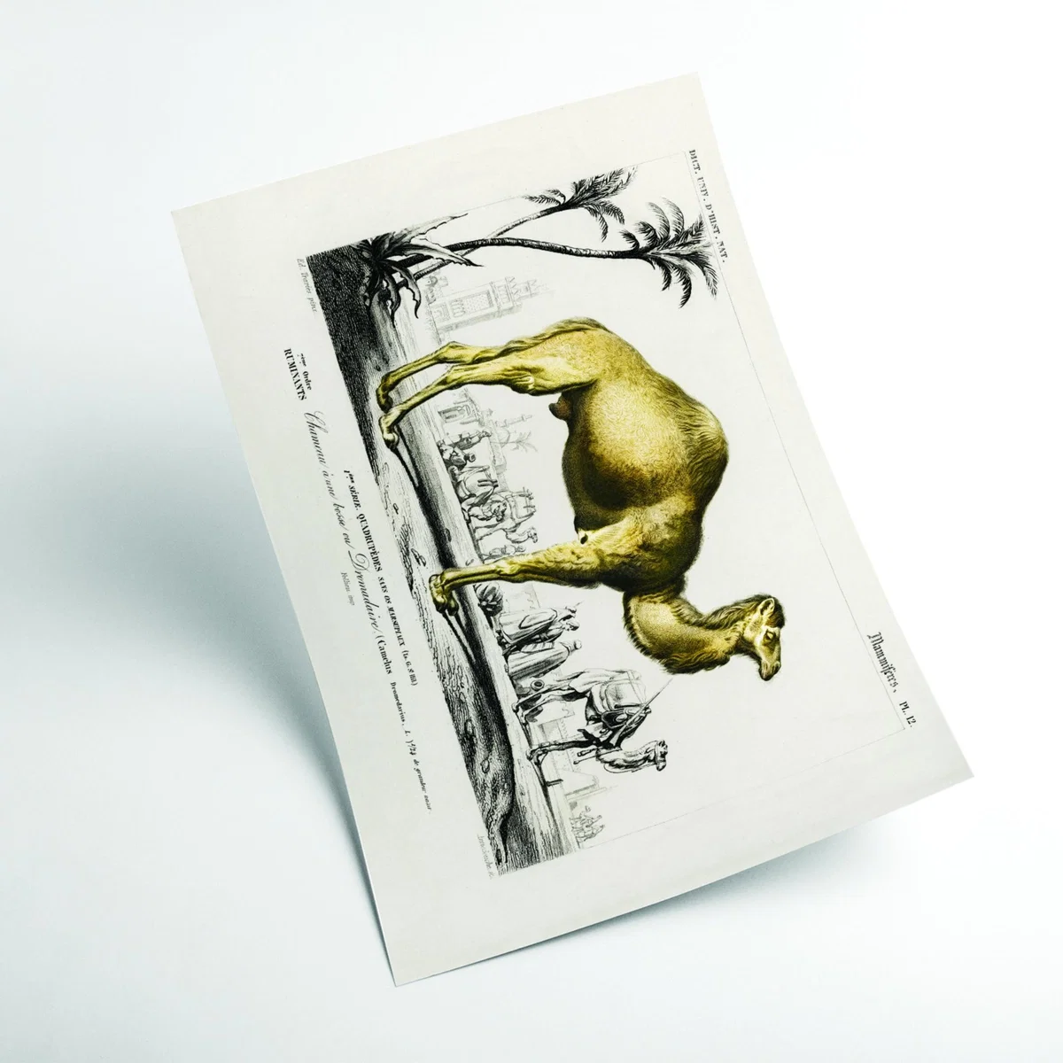 Gold Camel A3 297 X 420Mm Stanley Print House – image 2