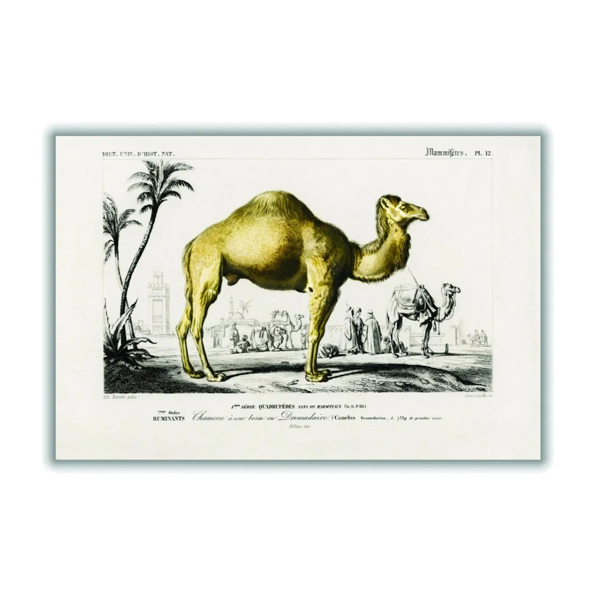 Gold Camel A3 297 X 420Mm Stanley Print House – image 1