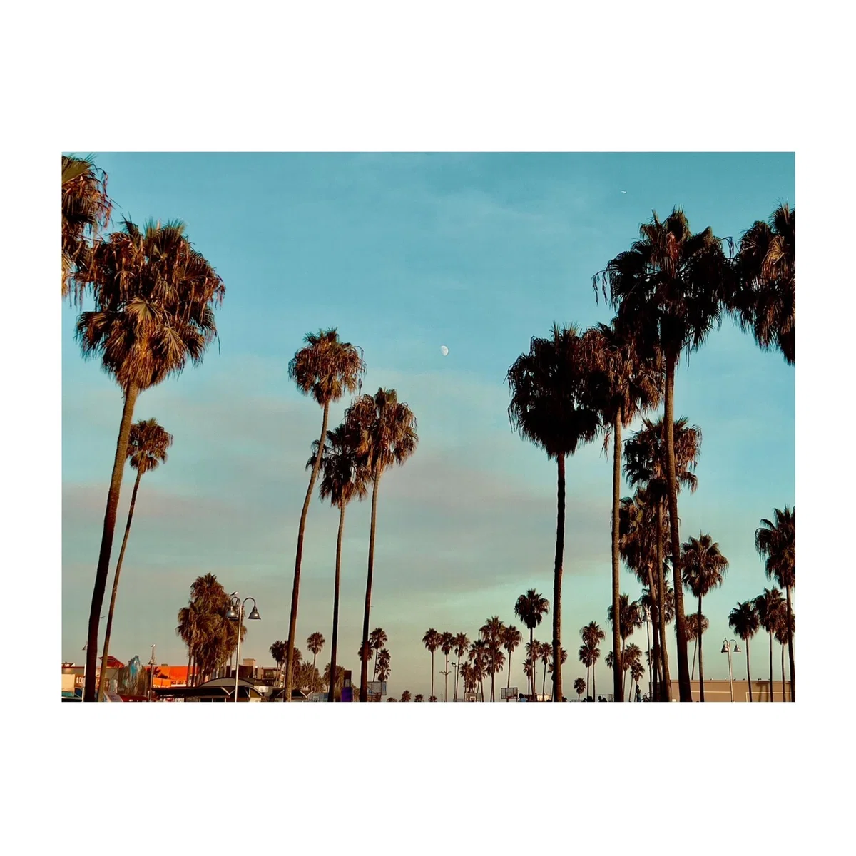 Moonrise Palms - Blue Sleep Demon – image 1