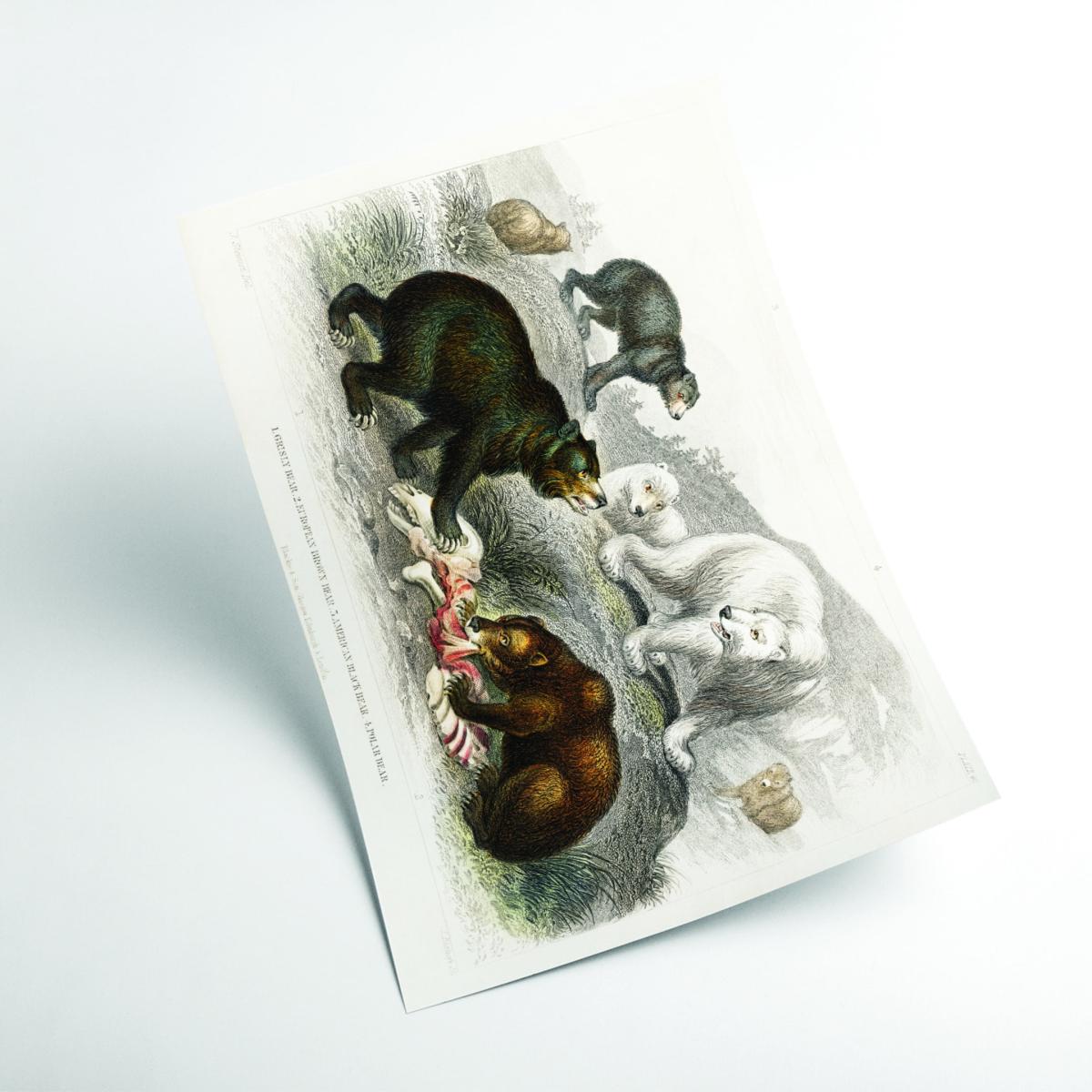 Brown Various Bears Ii Large Stanley Print House – image 2