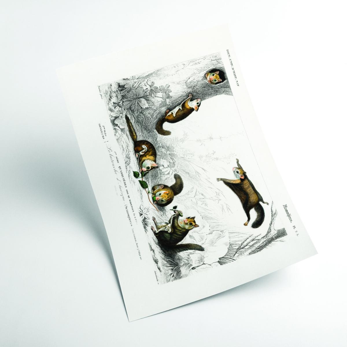 Brown Glaucomys Sabrinus A2 420 X 594Mm Stanley Print House – image 2