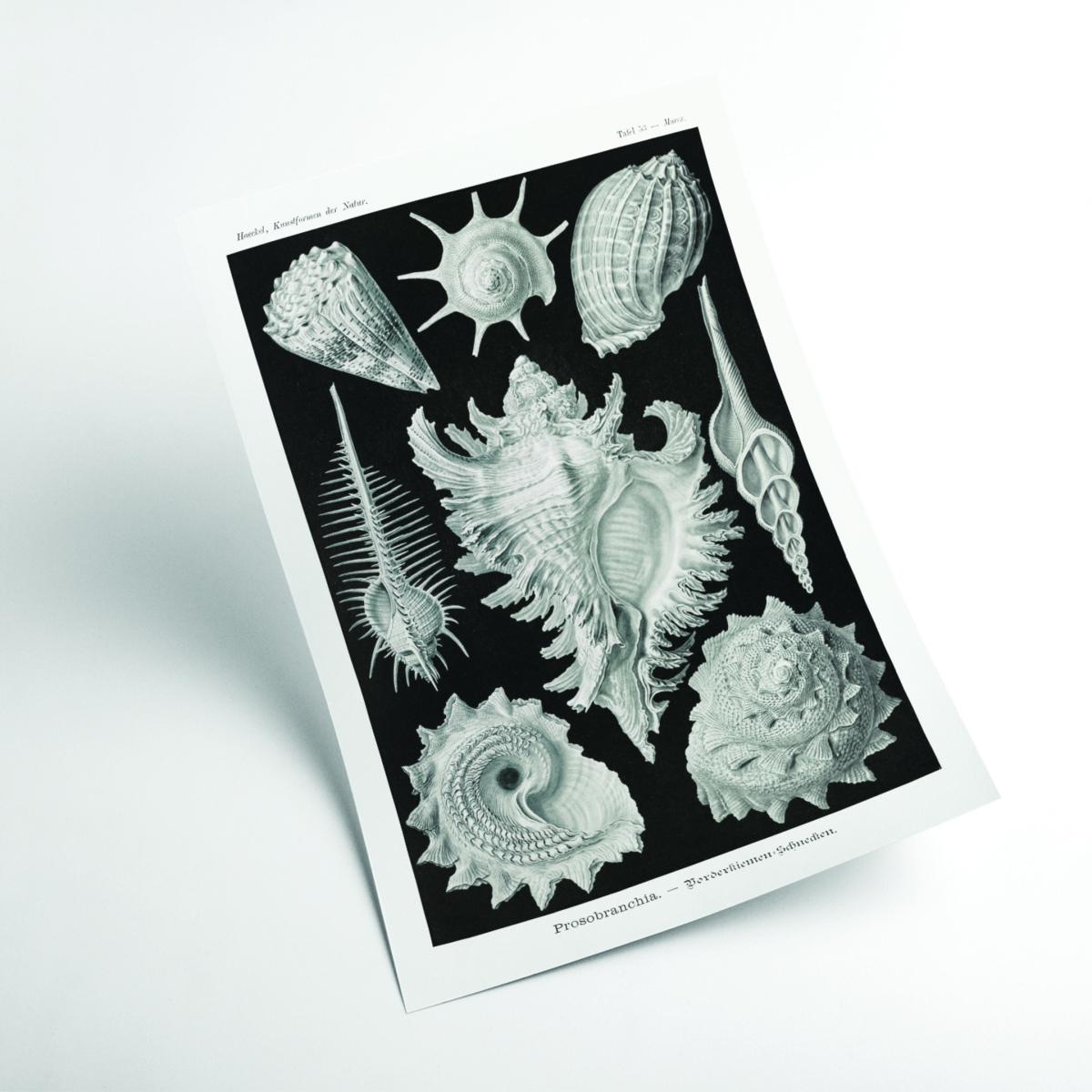 Grey Prosobranchia-Dorderkiemen Schnecken By Ernst Haeckel A4 210 X 297Mm Stanley Print House – image 2