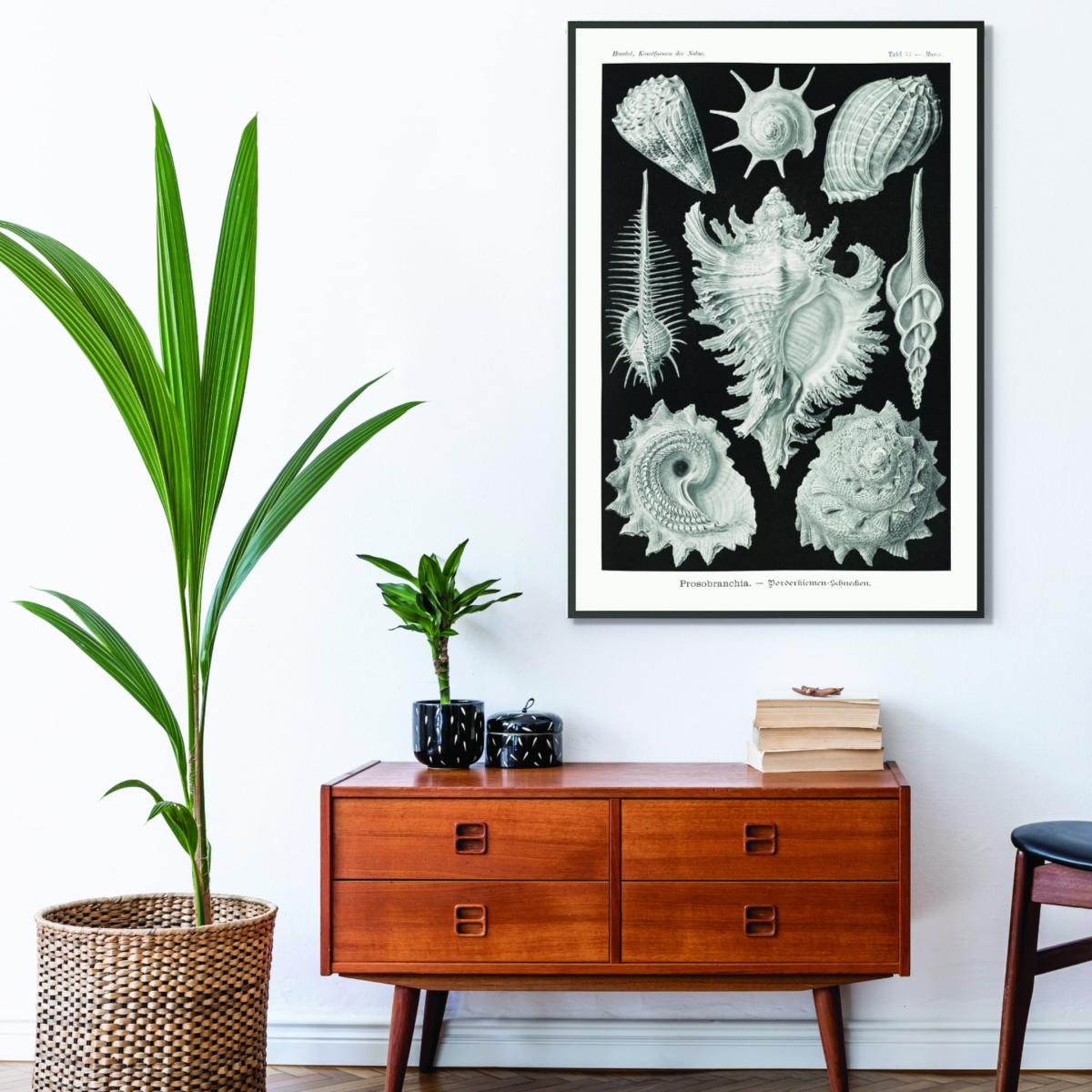 Grey Prosobranchia-Dorderkiemen Schnecken By Ernst Haeckel A4 210 X 297Mm Stanley Print House – image 3