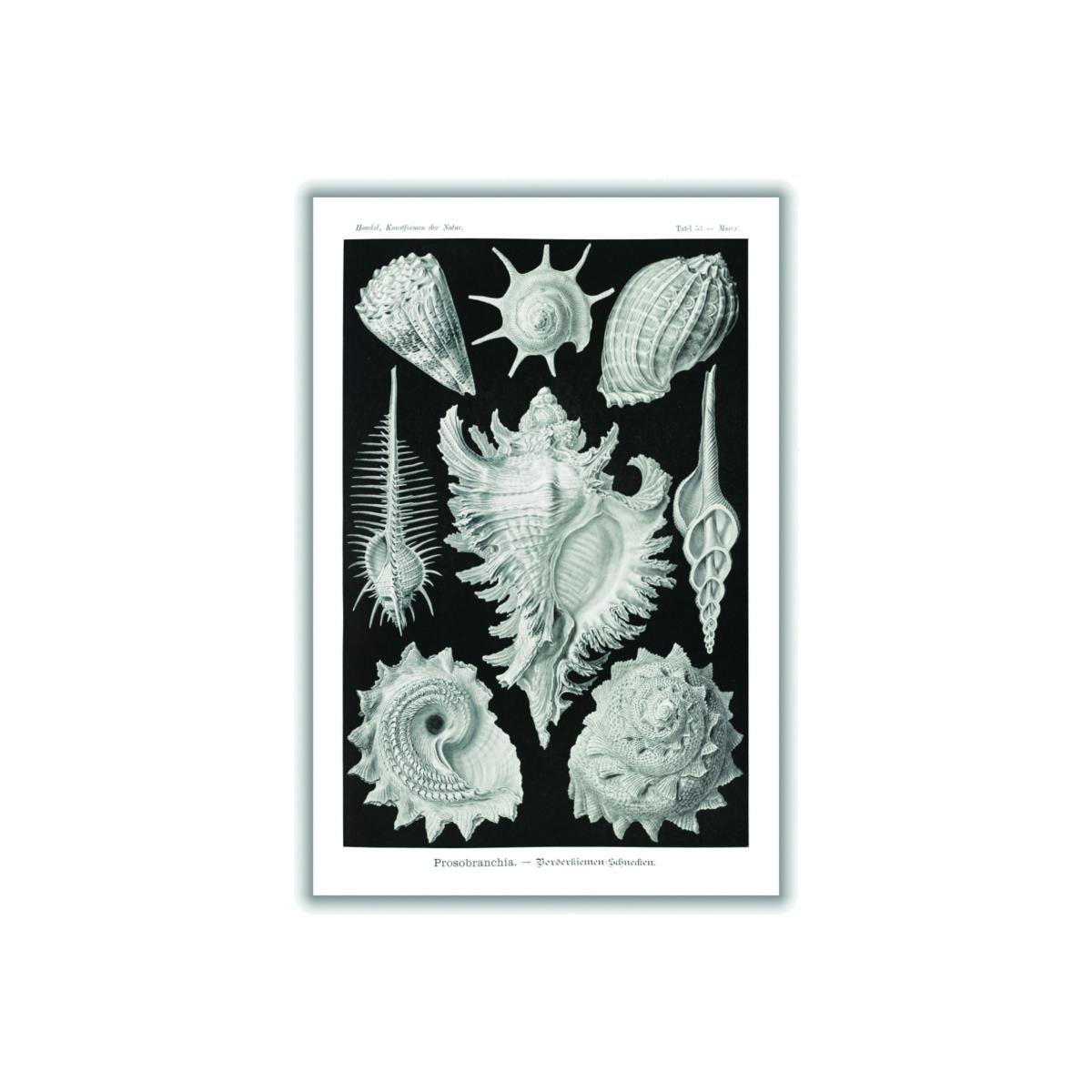 Grey Prosobranchia-Dorderkiemen Schnecken By Ernst Haeckel A4 210 X 297Mm Stanley Print House – image 1
