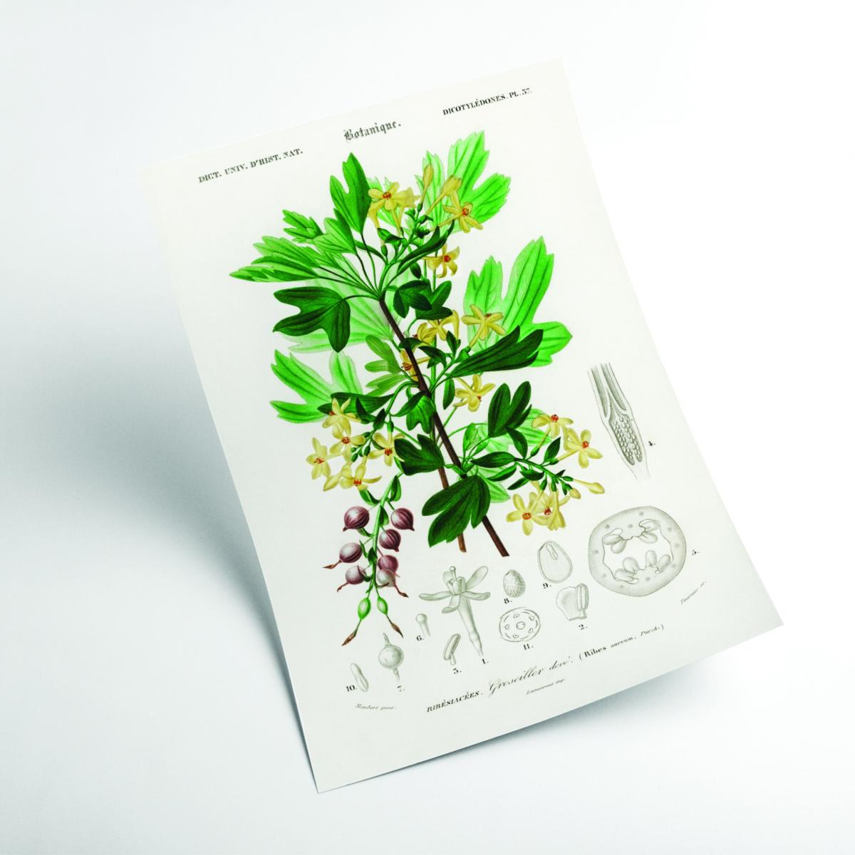 Green Ribes Aureum A2 420 X 594Mm Stanley Print House – image 2