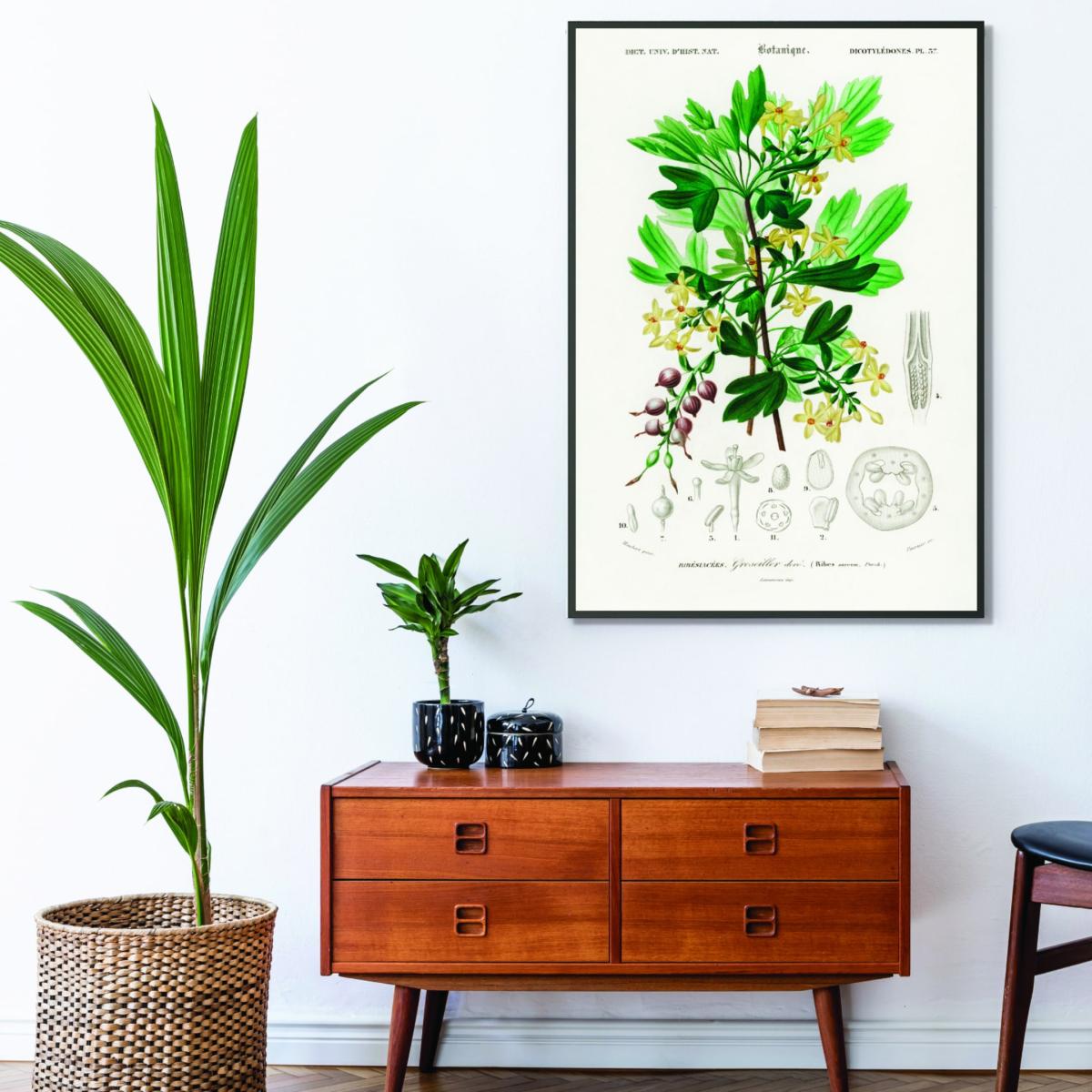 Green Ribes Aureum A2 420 X 594Mm Stanley Print House – image 3