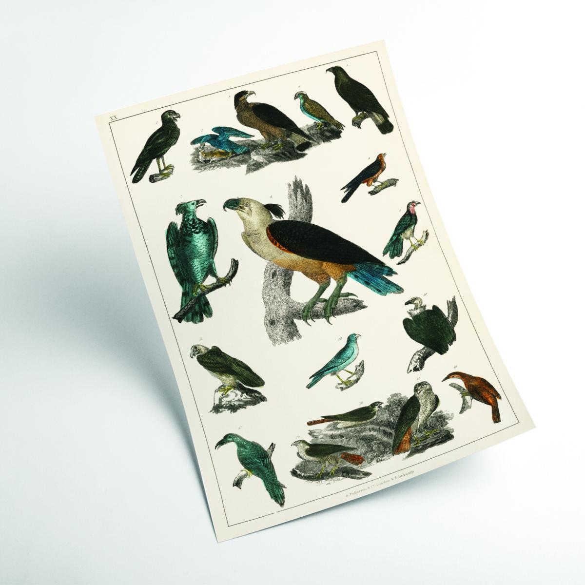 Various Type Of Birds A4 210 X 297Mm Stanley Print House – image 2