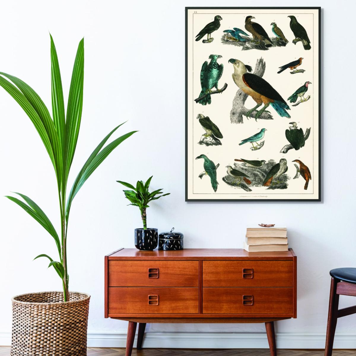Various Type Of Birds A4 210 X 297Mm Stanley Print House – image 3