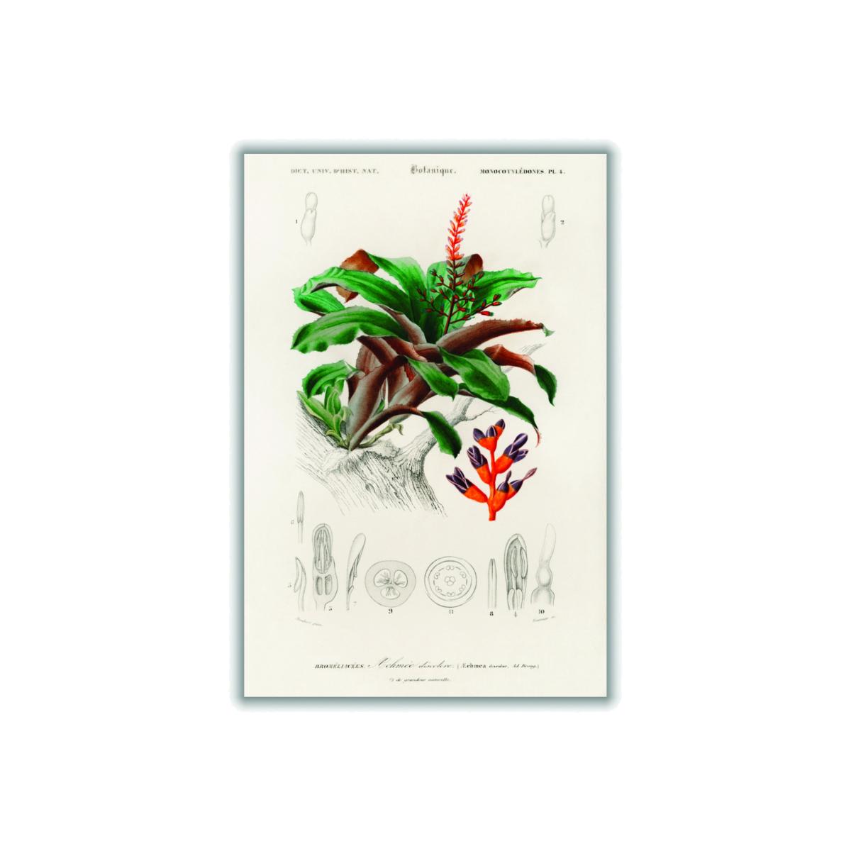 Green Bromeliad Extra Large Stanley Print House – image 1