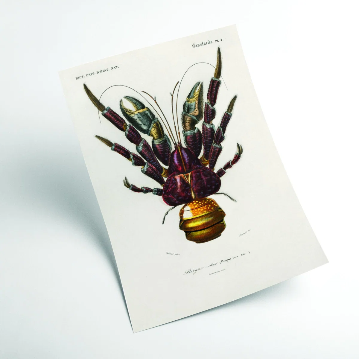 Brown Coconut Crab A3 297 X 420Mm Stanley Print House – image 2
