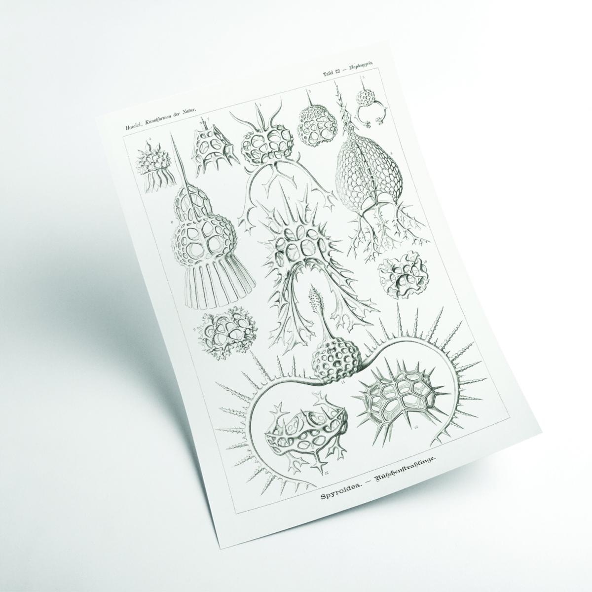 Neutrals Spyroidea-Nükchenstrahlinge By Ernst Haeckel A3 297 X 420Mm Stanley Print House – image 2