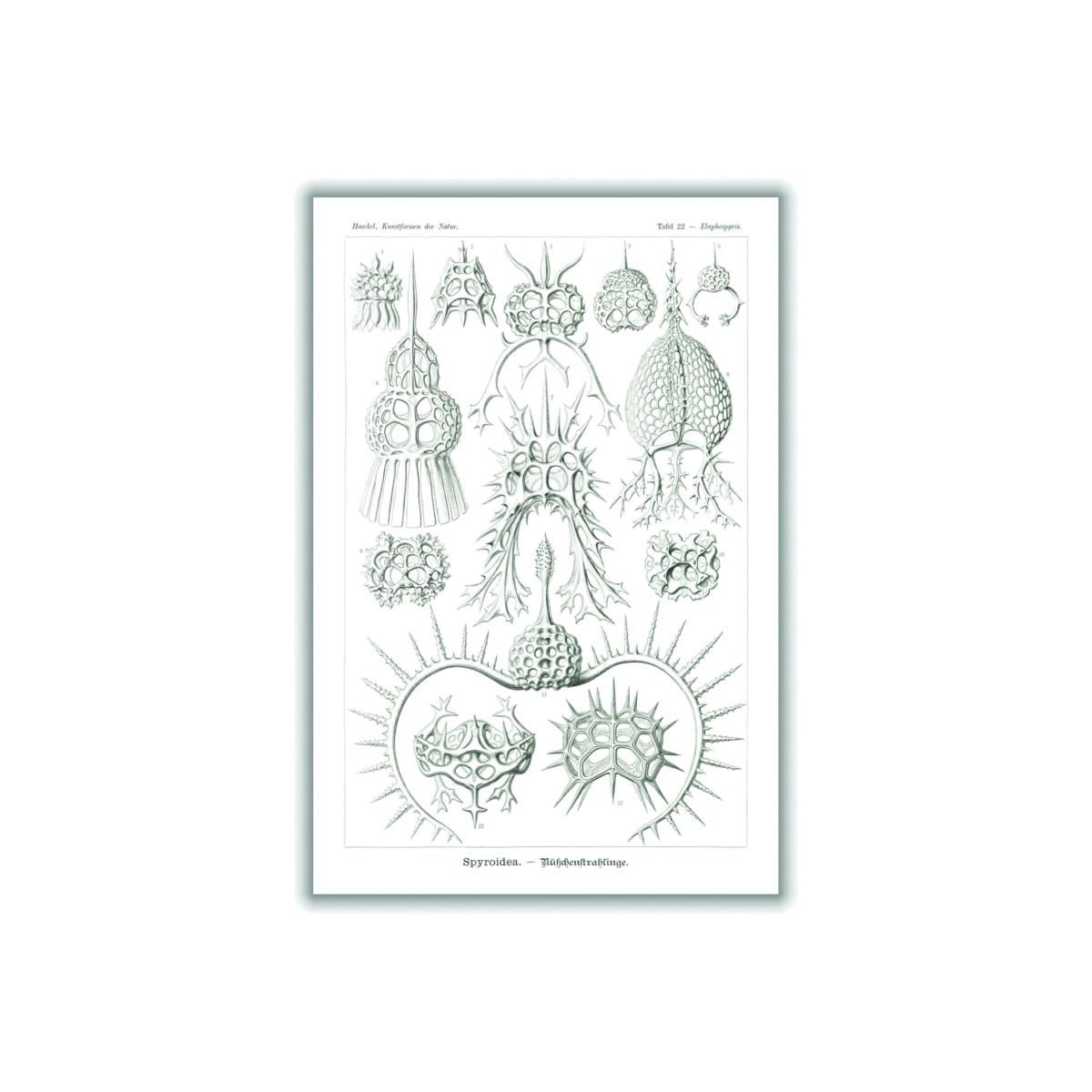 Neutrals Spyroidea-Nükchenstrahlinge By Ernst Haeckel A3 297 X 420Mm Stanley Print House – image 1