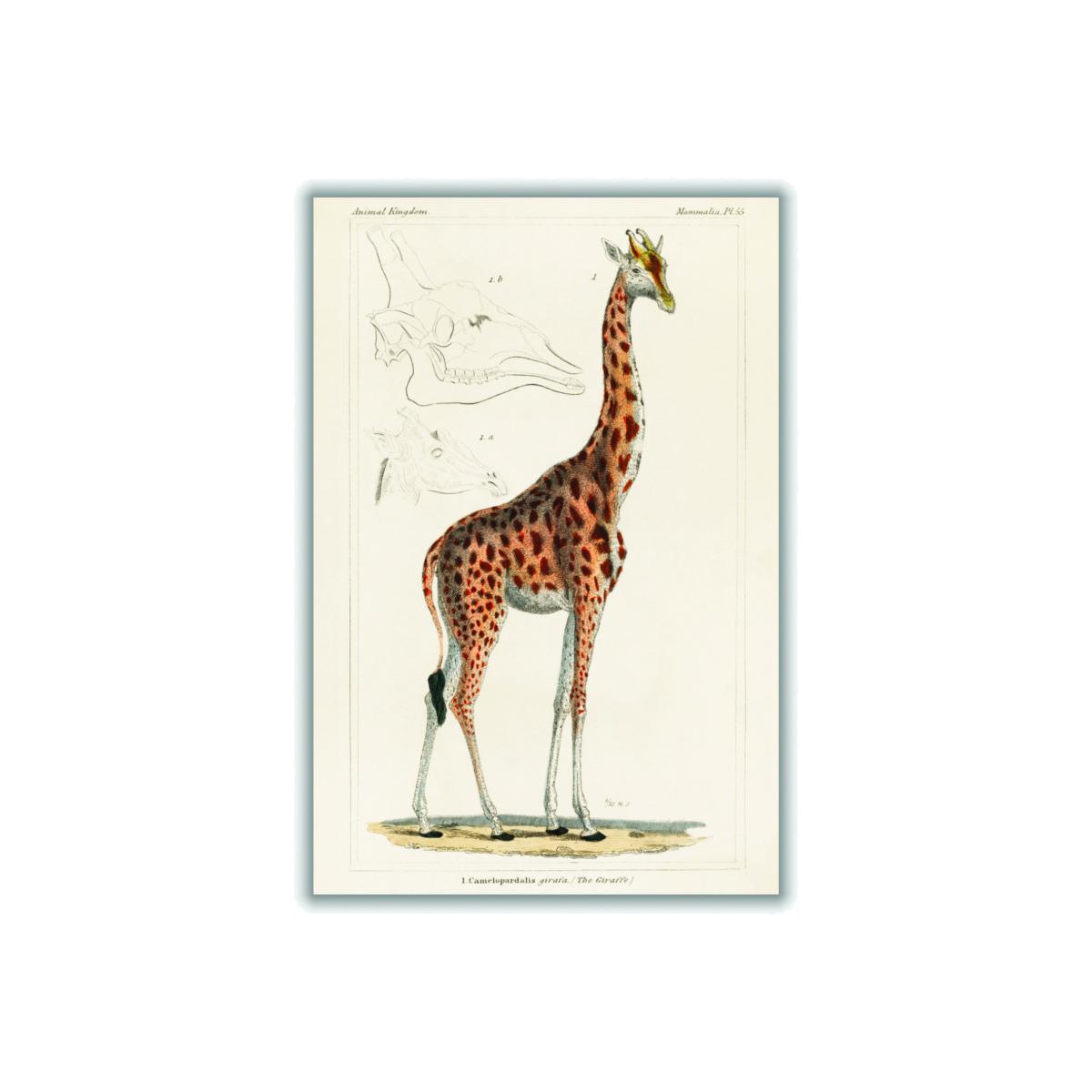 Gold Animal Kingdom - The Giraffe Extra Large Stanley Print House – image 1
