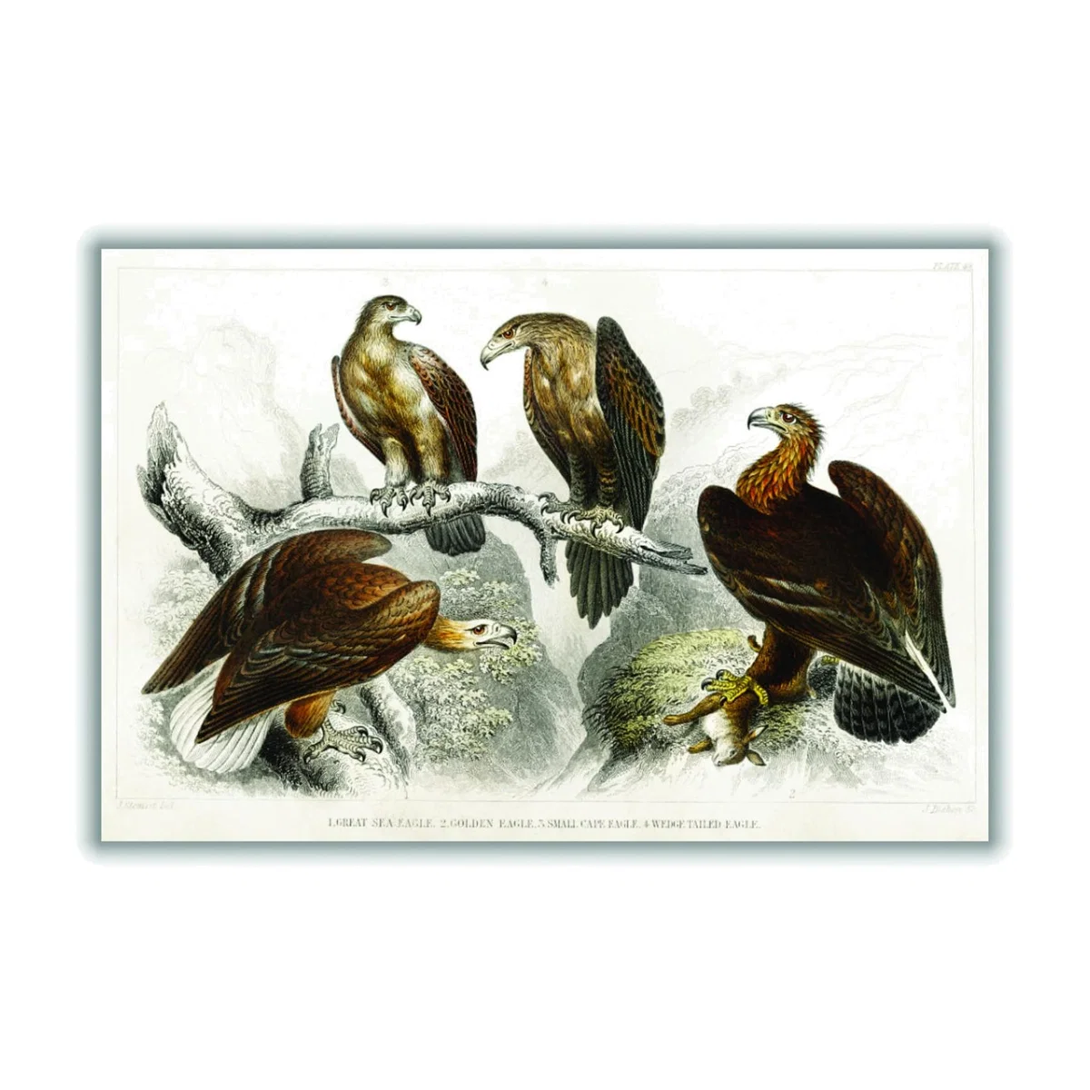 Brown Various Eagles A3 297 X 420Mm Stanley Print House – image 1