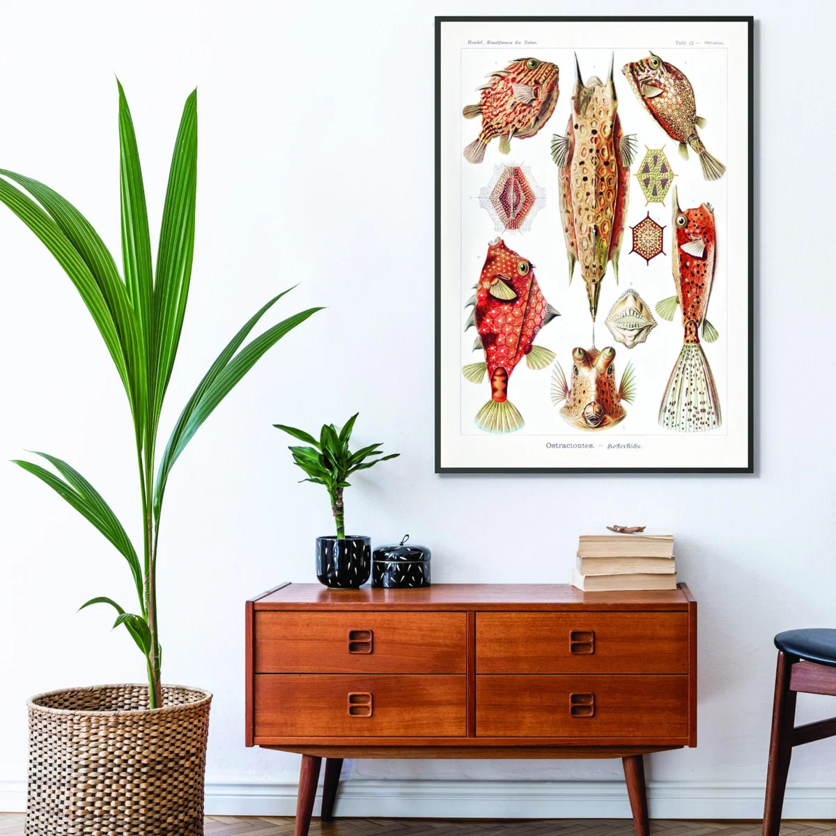 Red Ostraciontes-Kofferfilche By Ernst Haeckel A3 297 X 420Mm Stanley Print House – image 3