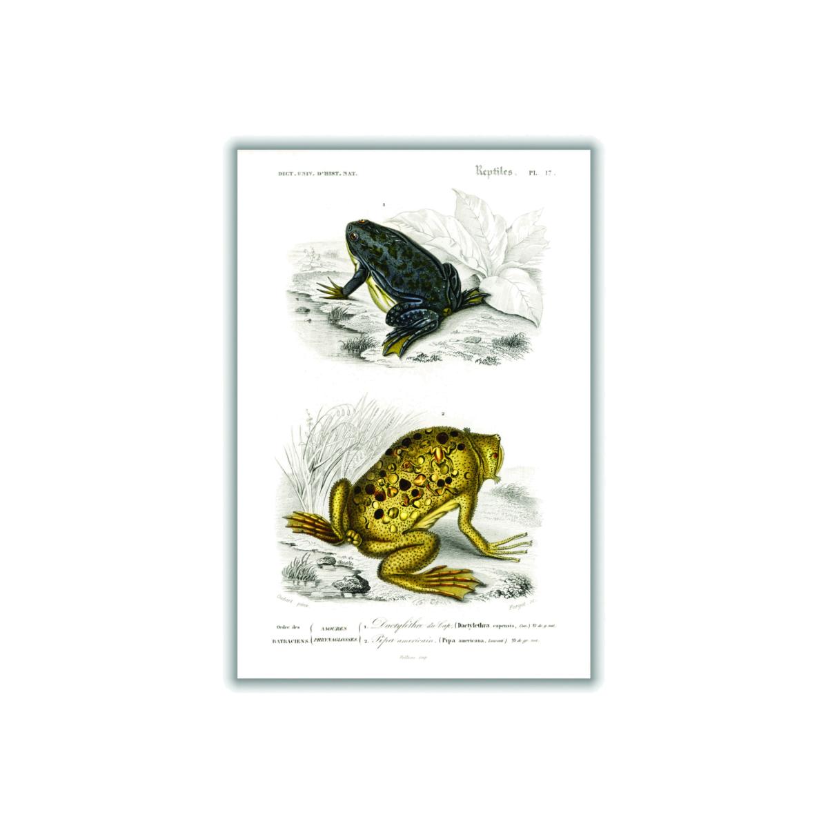 Shrinking Frogand Surinam Toad A4 210 X 297Mm Stanley Print House – image 1