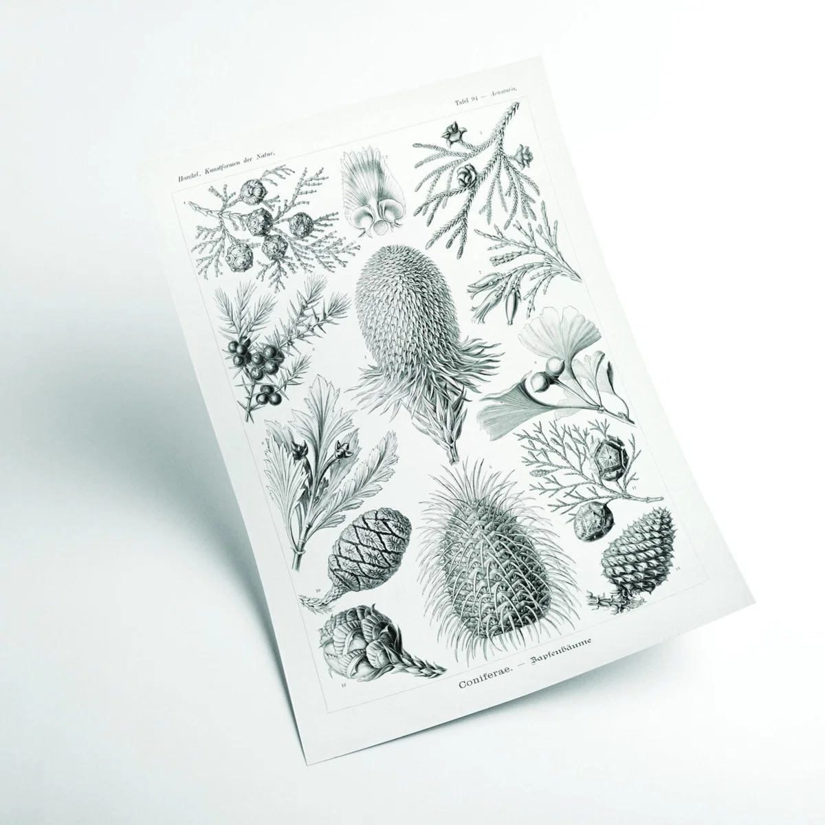 Grey Coniferae-Bapfenbäume By Ernst Haeckel A3 297 X 420Mm Stanley Print House – image 2