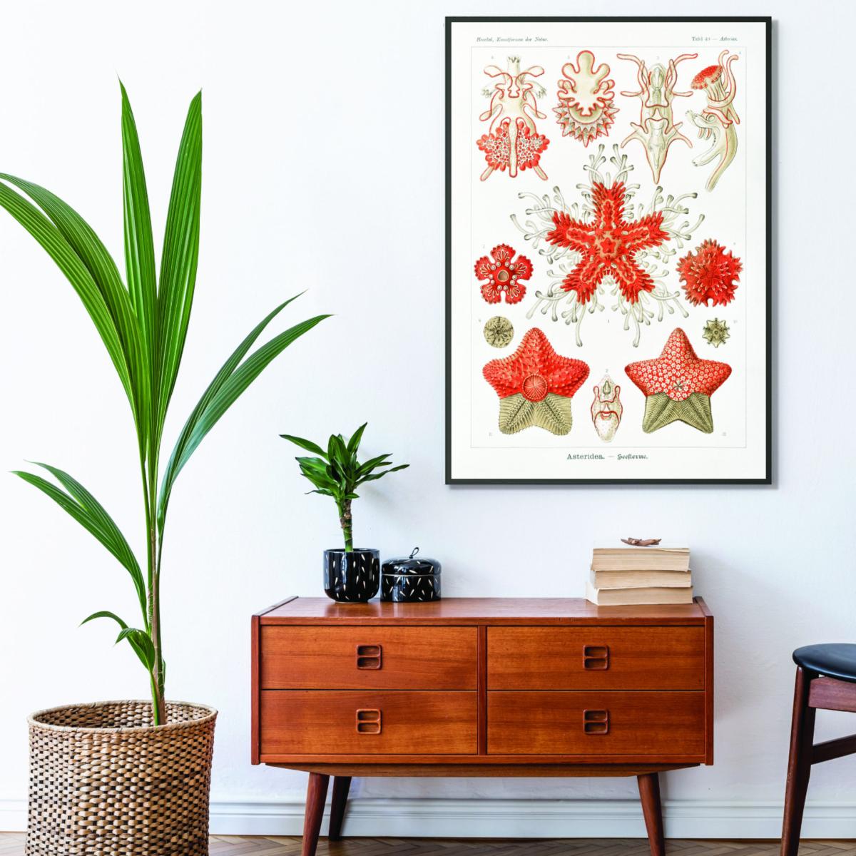 Yellow / Orange Asteridea-Seesterne By Ernst Haeckel Extra Small Stanley Print House – image 3
