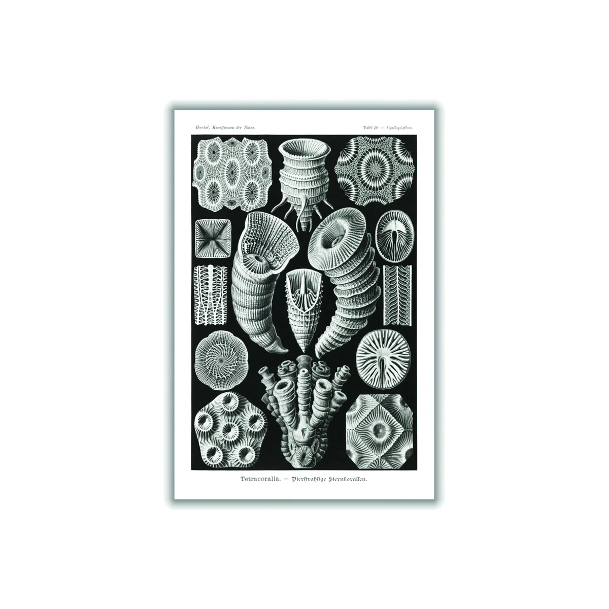 Grey Tetracoralla-Bierstrahlige Sternkorallen By Ernst Haeckel A4 210 X 297Mm Stanley Print House – image 1