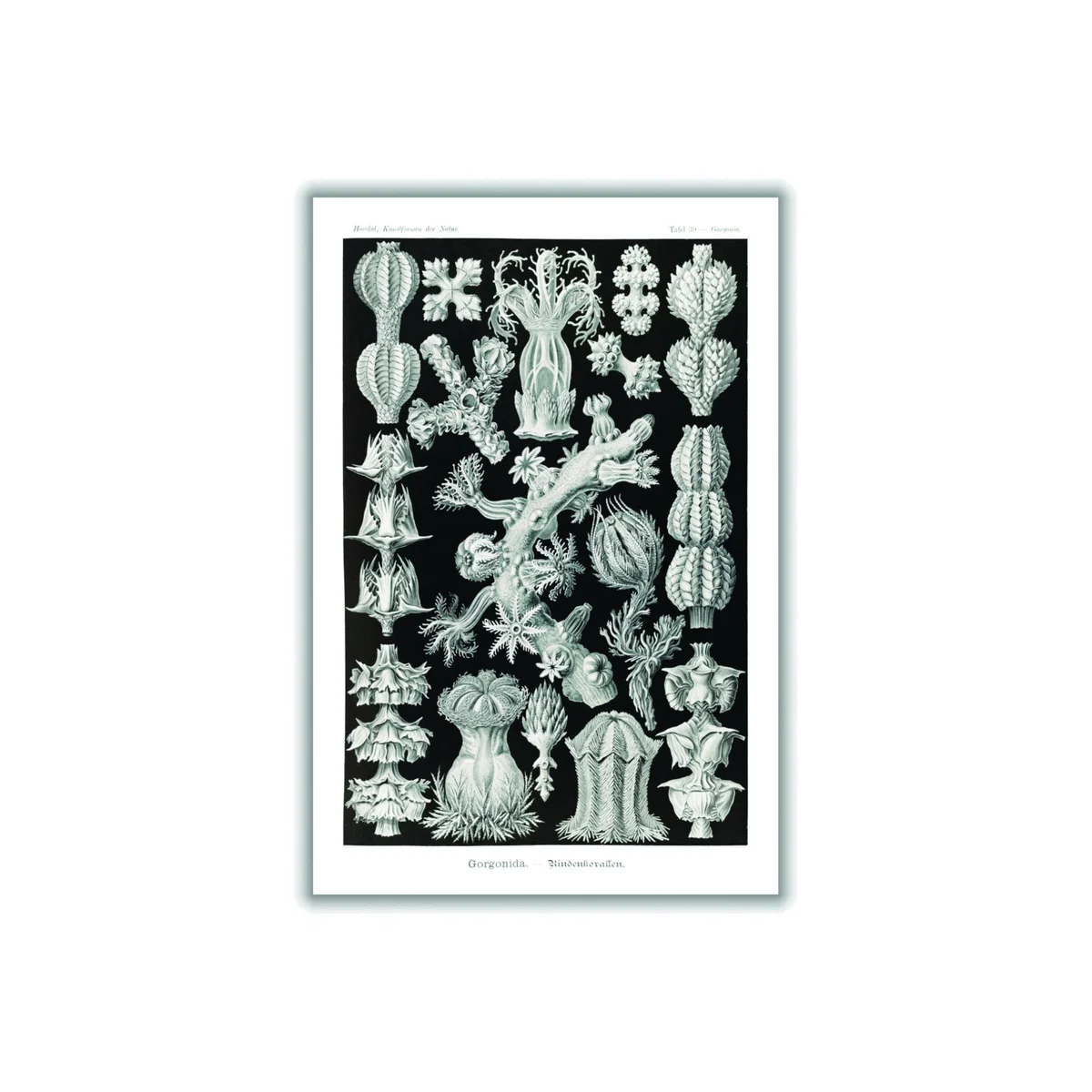 Grey Gorgonida-Rindenkorallen By Ernst Haeckel A4 210 X 297Mm Stanley Print House – image 1