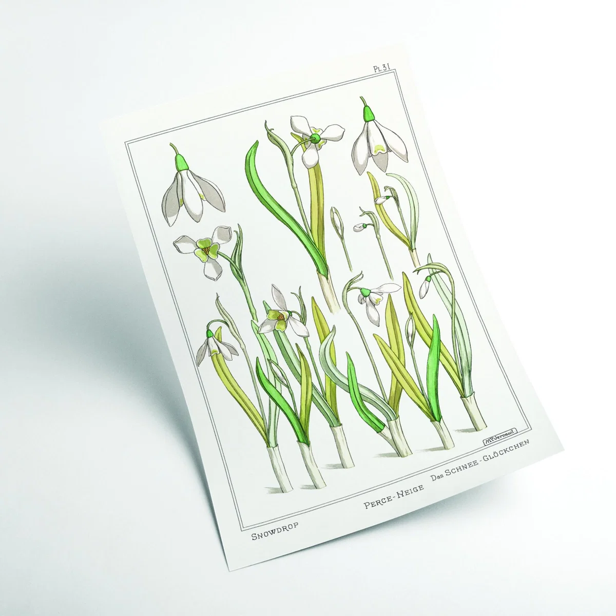 Green Perca Fluviatilis & Gymnocephalus A3 297 X 420Mm Stanley Print House – image 2