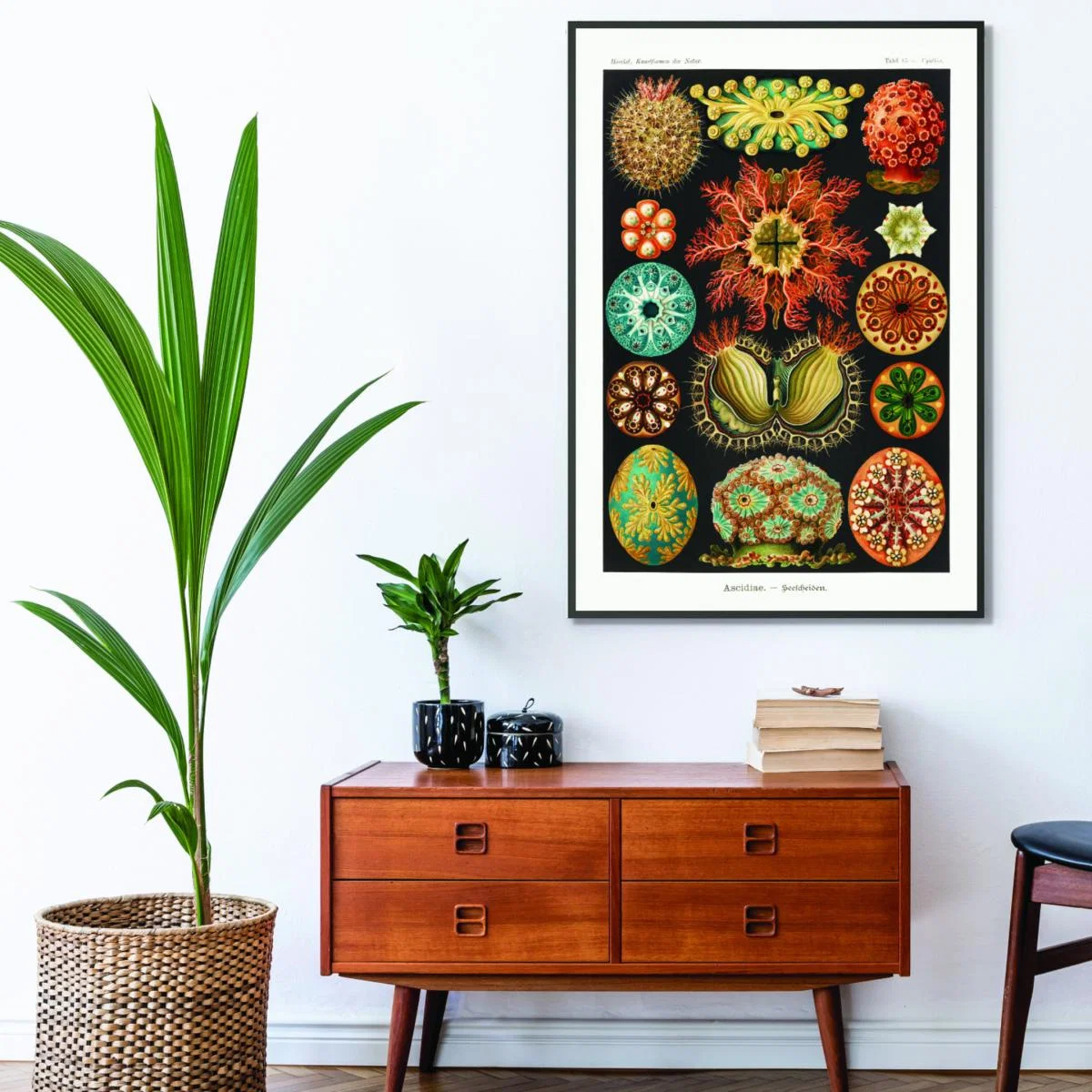 Ascidiae-Seescheiden By Ernst Haeckel A3 297 X 420Mm Stanley Print House – image 3