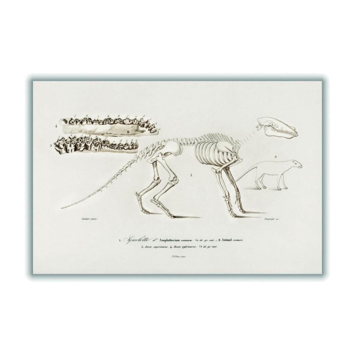 Ungulate Neutrals A2 420 X 594Mm Stanley Print House – image 1