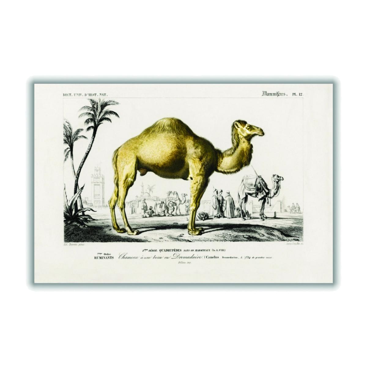 Gold Camel A2 420 X 594Mm Stanley Print House – image 1