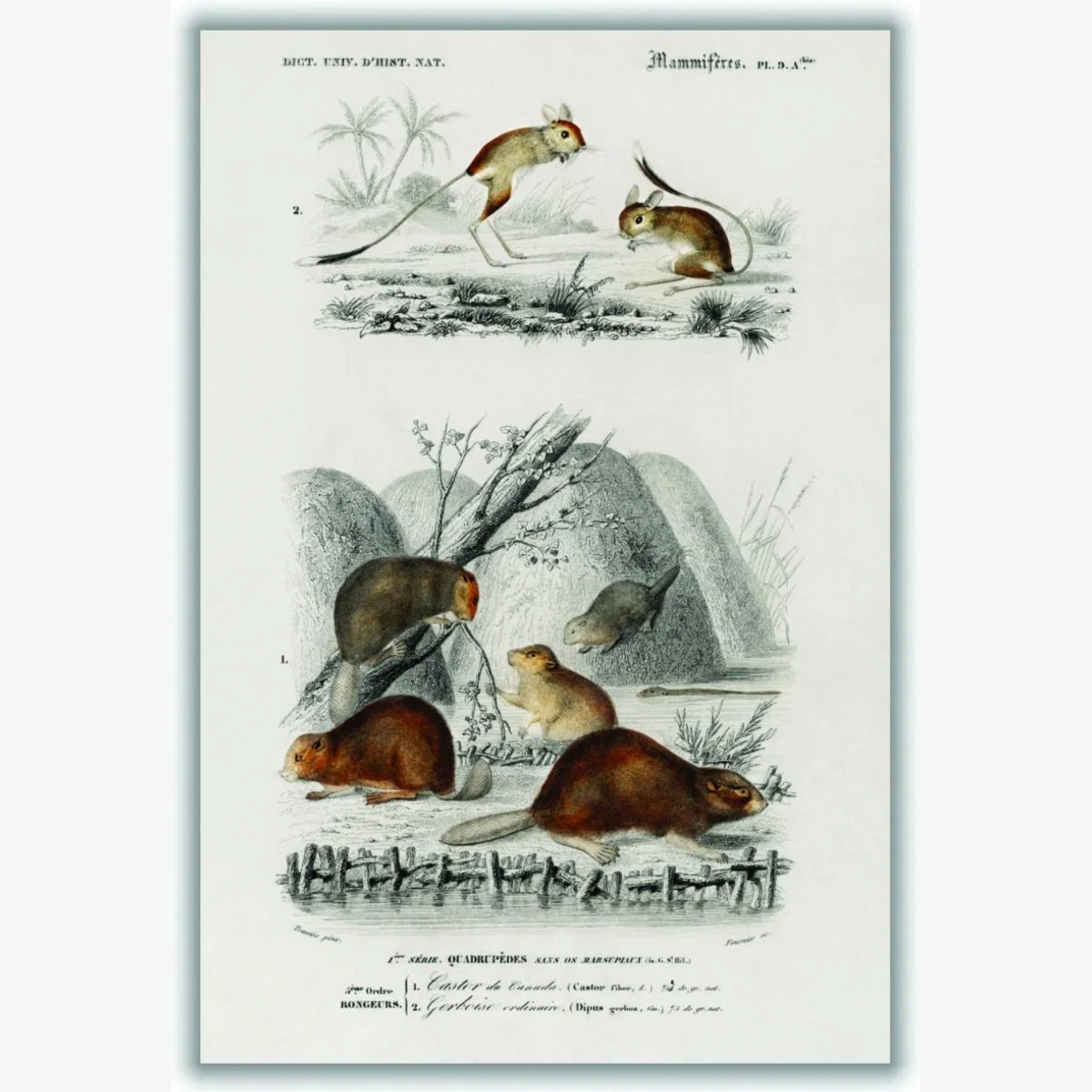 Grey Beaver And Jerboa Medium Stanley Print House – image 1