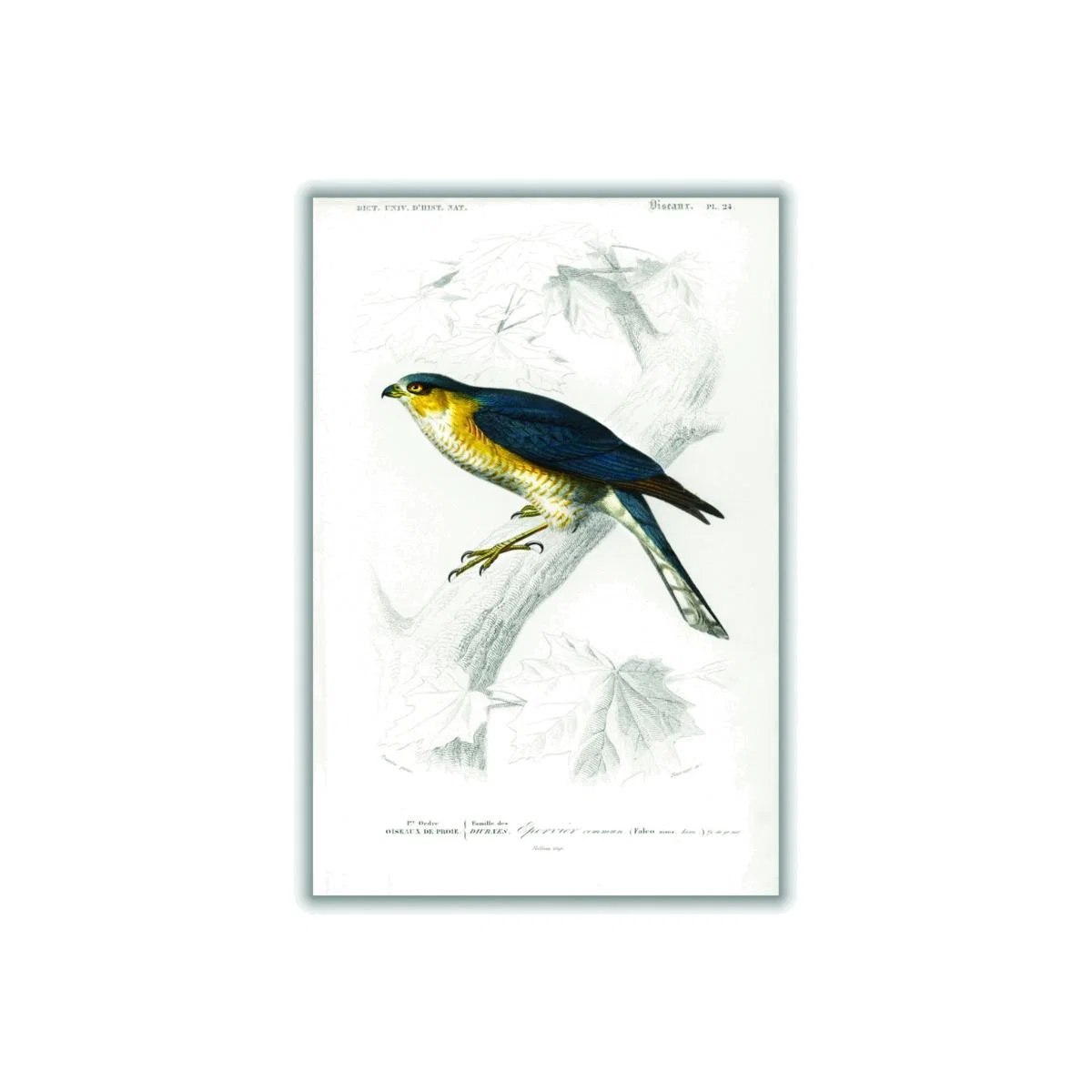 Yellow / Orange Eurasian Sparrowhawk Print A4 210 X 297Mm Stanley Print House – image 1