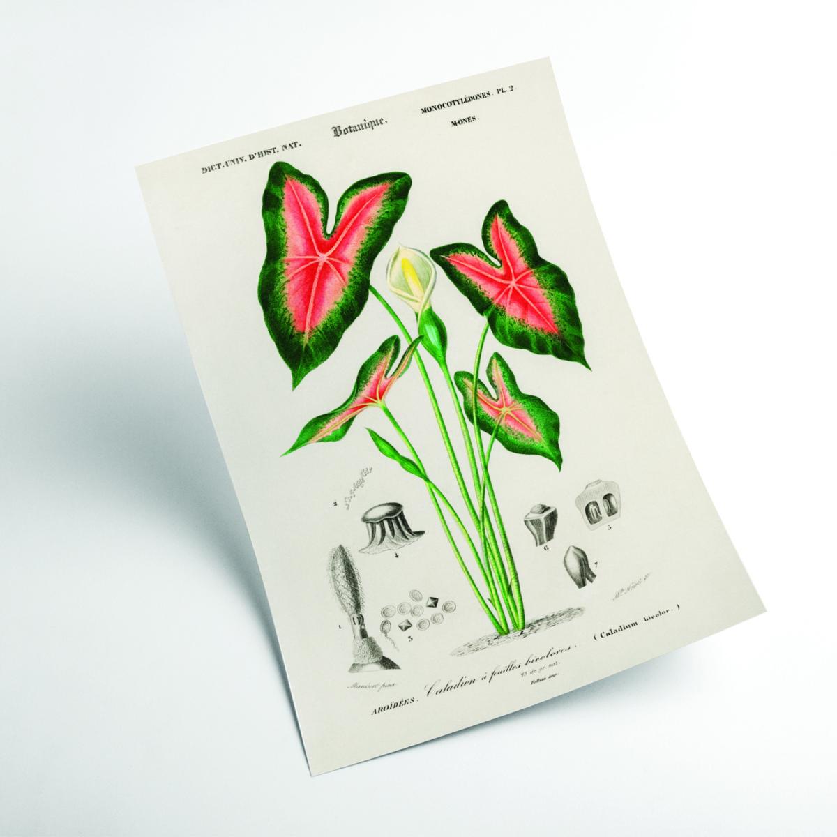 Elephant Ear Print A3 297 X 420Mm Stanley Print House – image 2